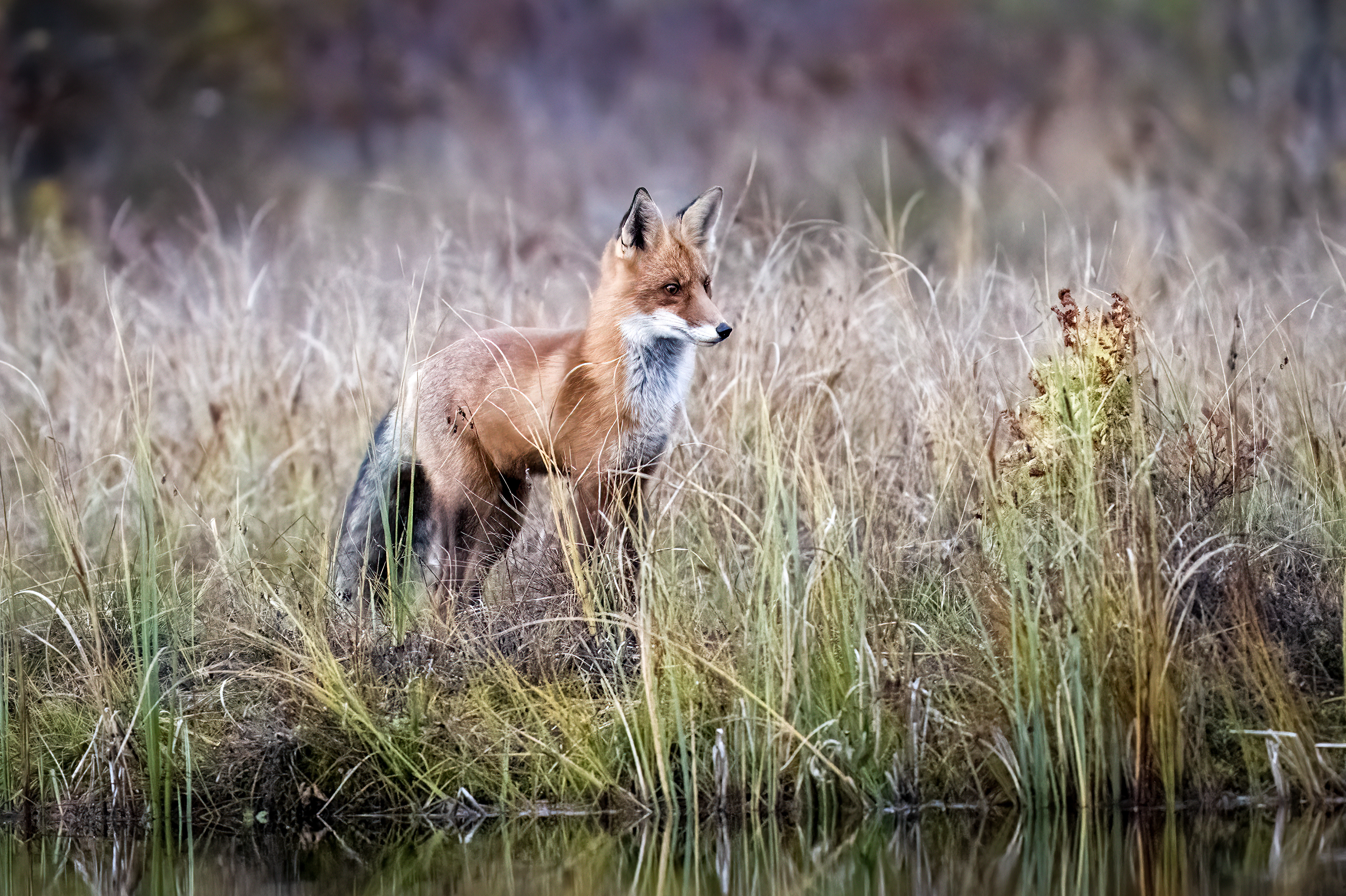 Liška obecná (Vulpes vulpes), Finsko, 09/2025