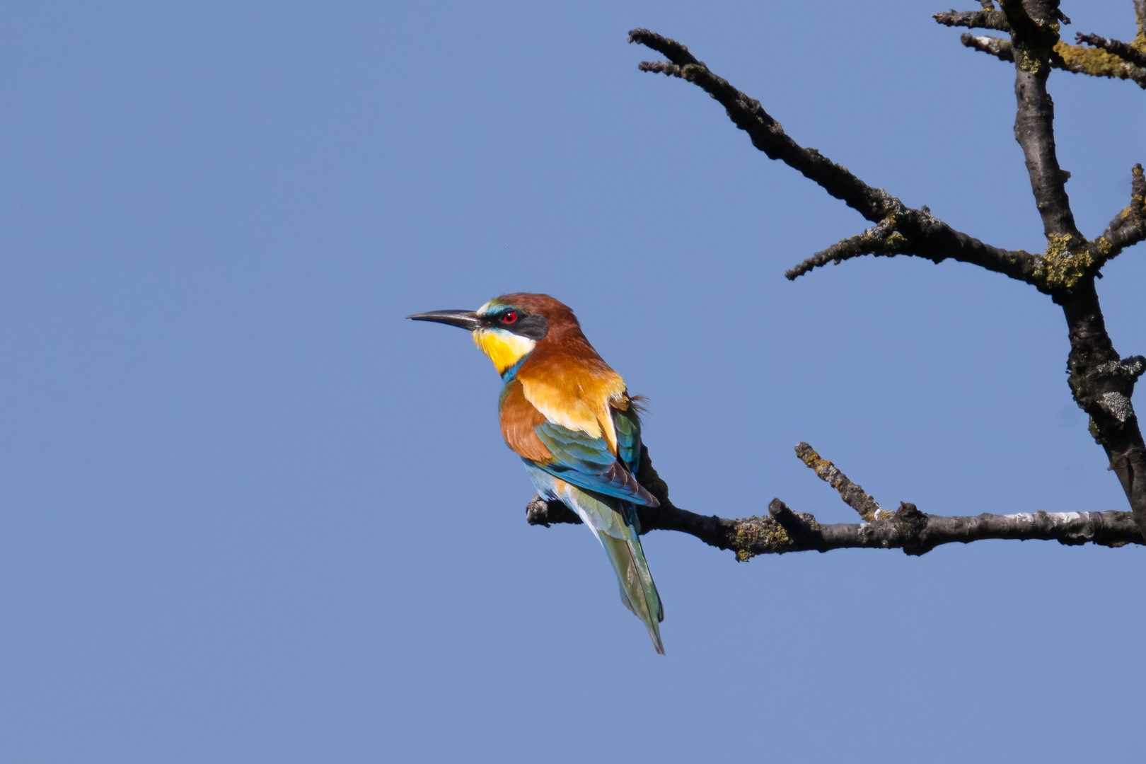 Vlha pestrá (Merops apiaster), jižní Morava, 06/2023