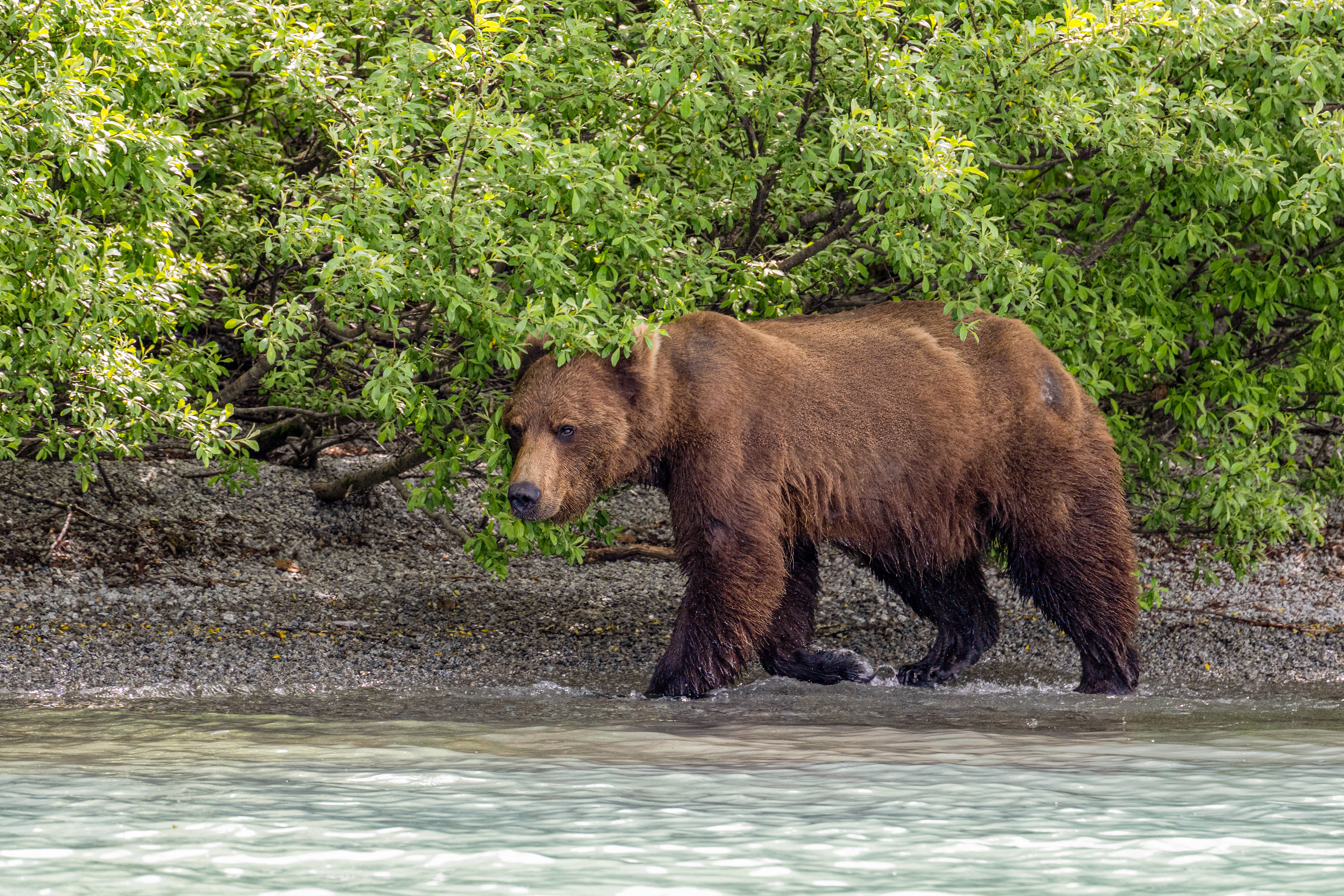 Medvěd grizzly (Ursus arctos horribilis), Aljaška, 07/2023
