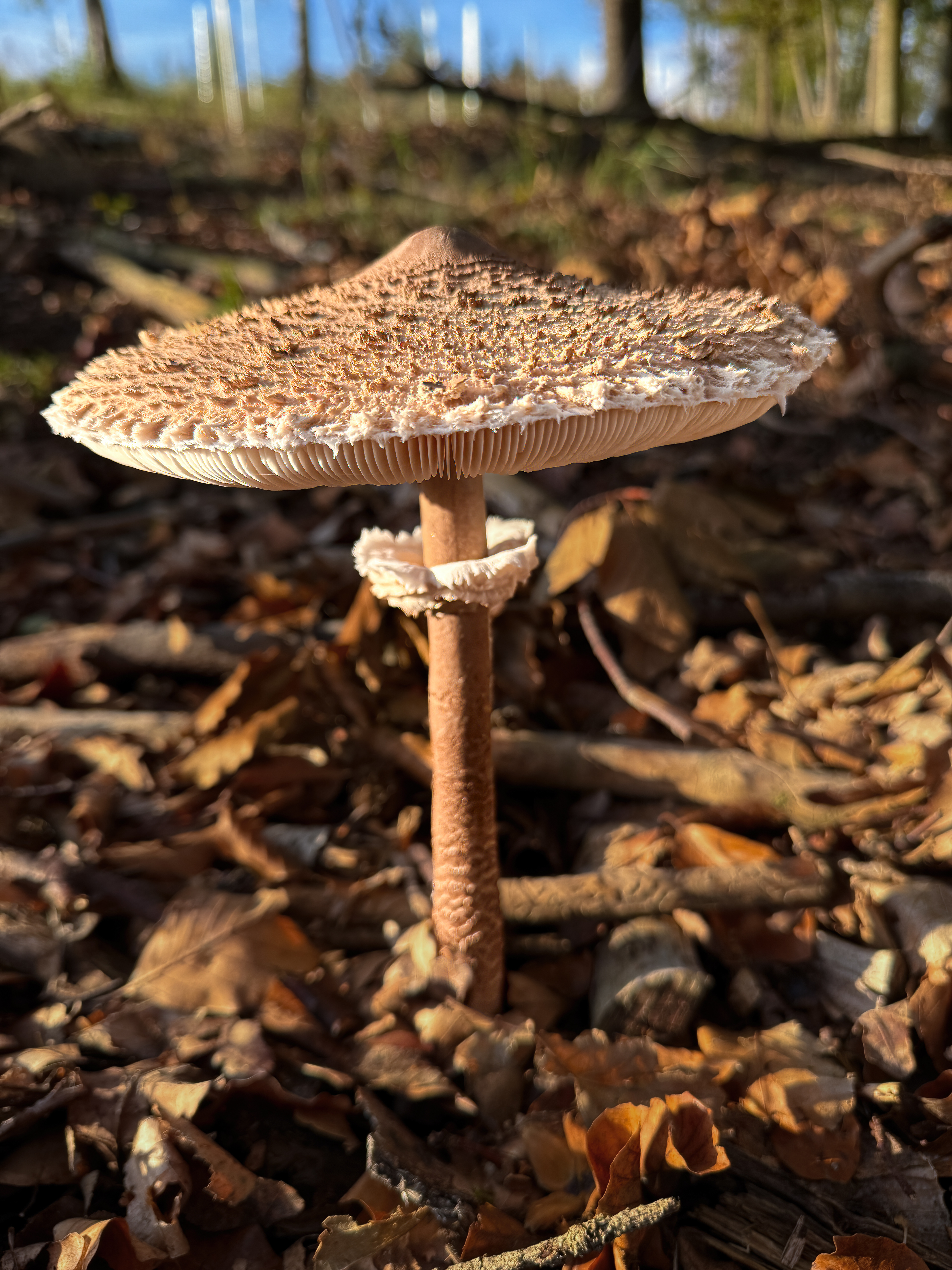 Bedla vysoká (Macrolepiota procera)