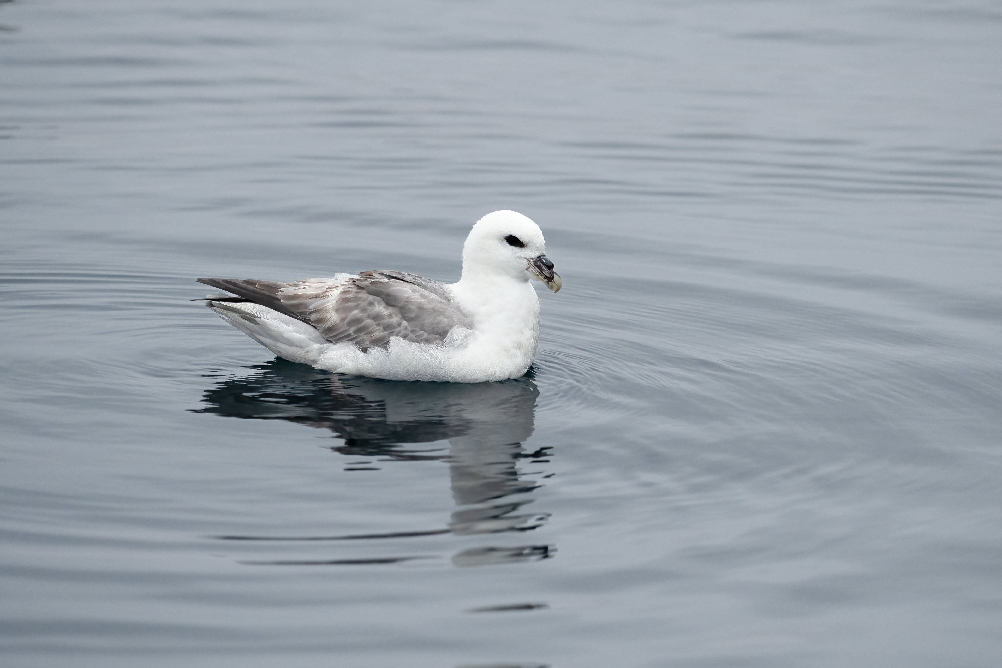 Buřňák lední (Fulmarus glacialis), Grónsko, 08/2025