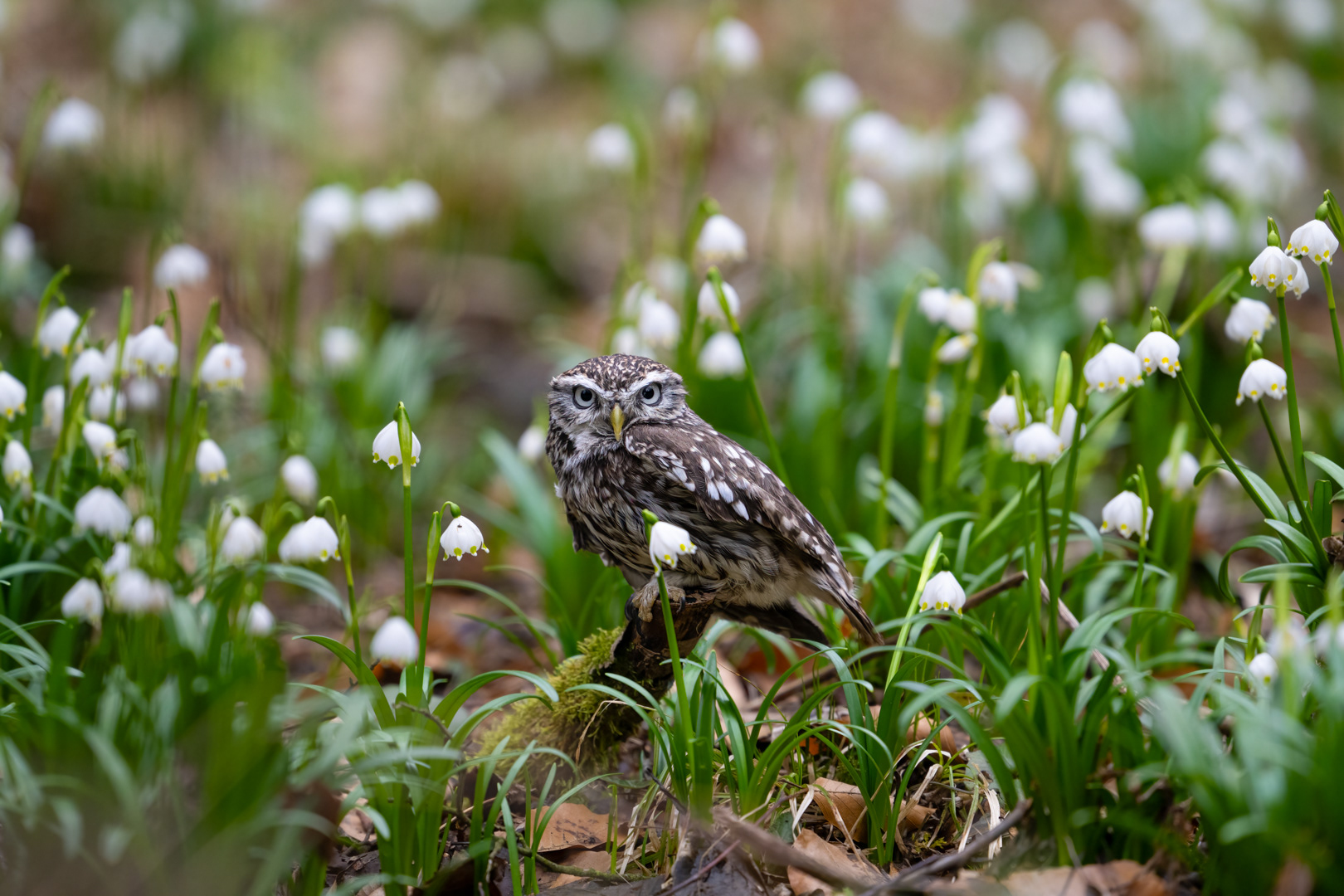 Sýček obecný (Athene noctua), Vysočina, 03/2024