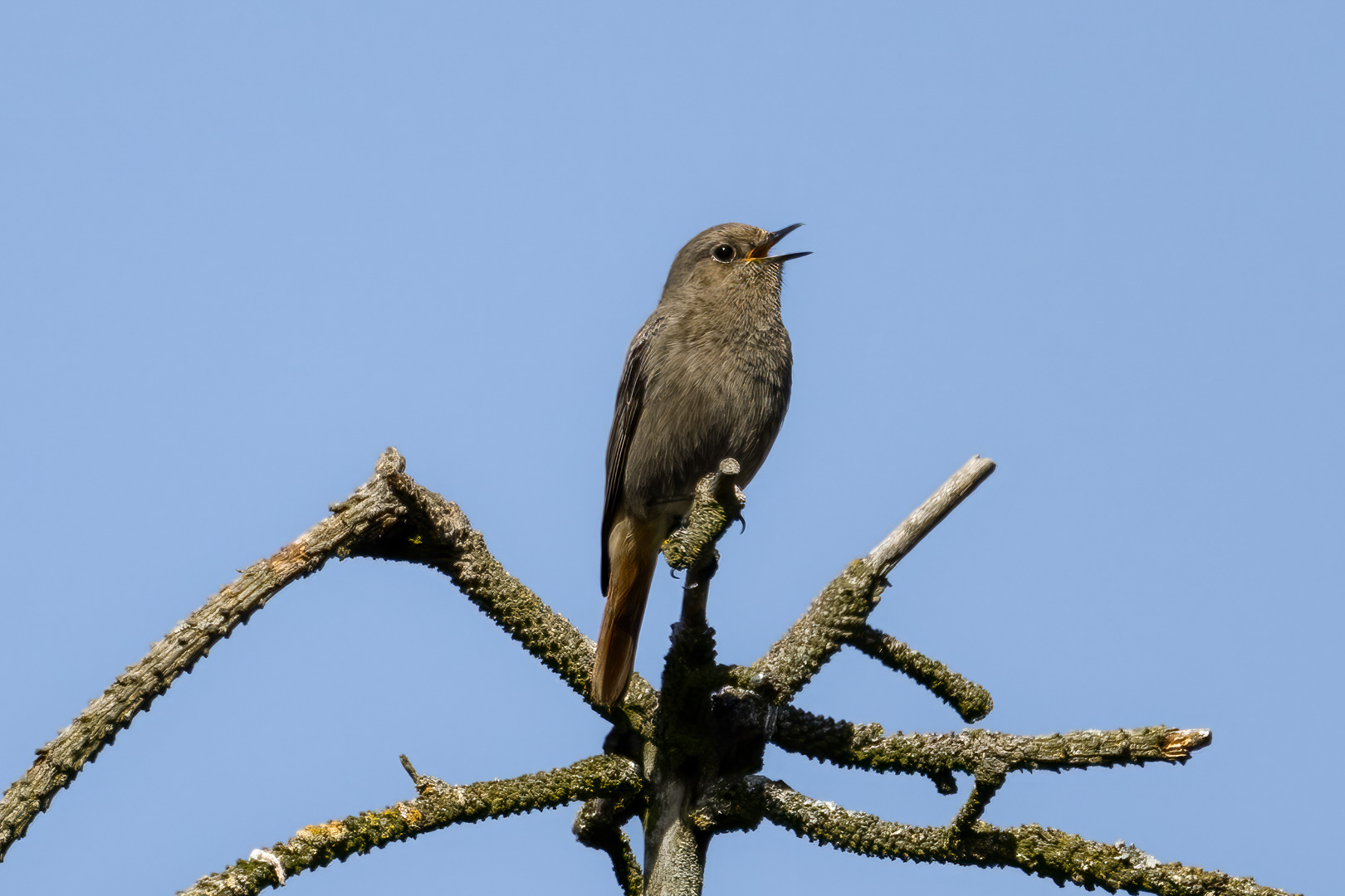 Rehek domácí (Phoenicurus ochruros), Pyšely, 04/2024