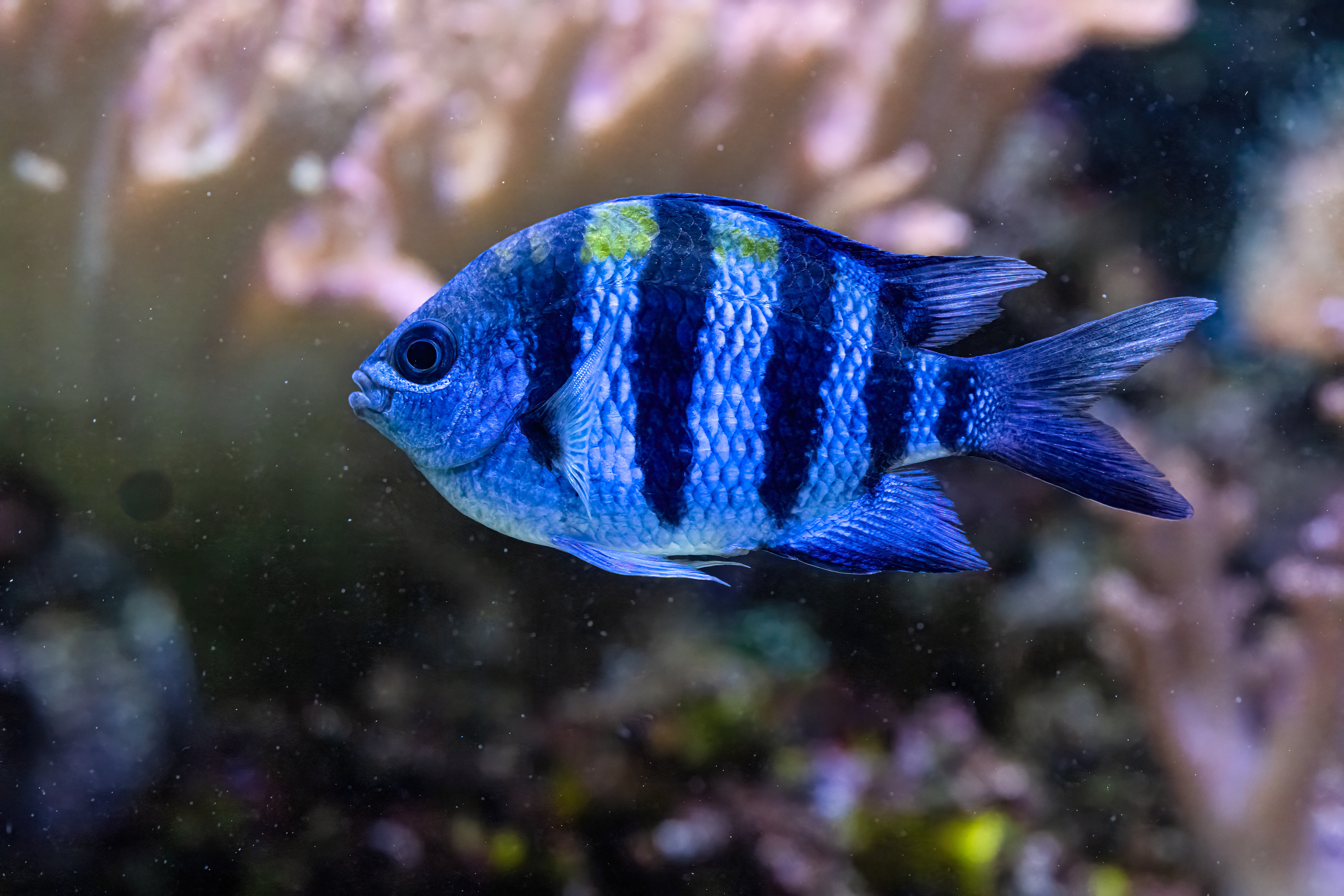 Útesník indopacifický (Abudefduf vaigiensis)