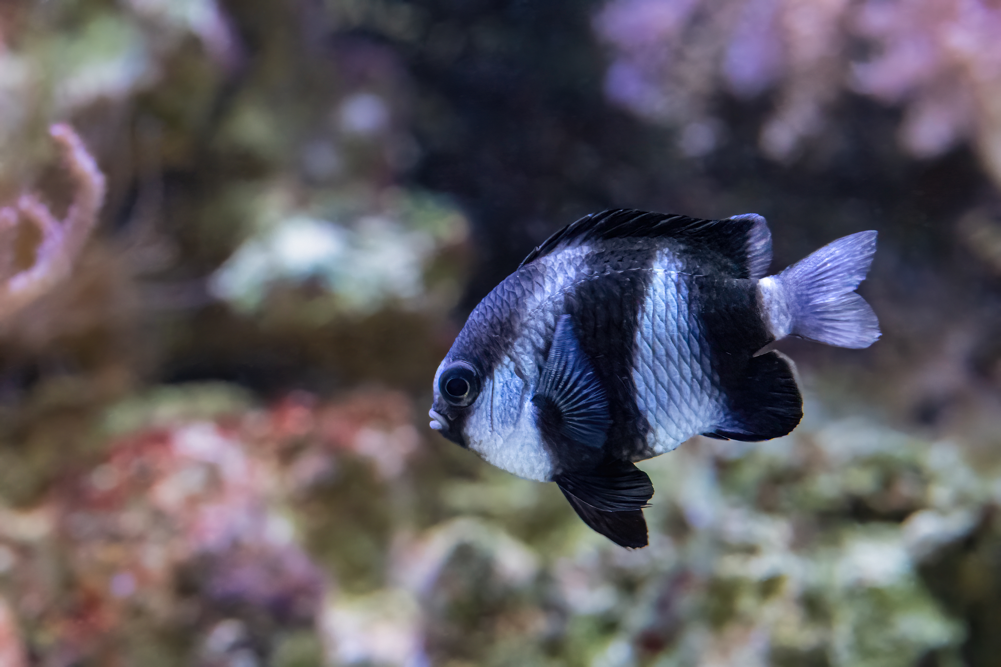 Komorník běloocasý (Dascyllus aruanus)