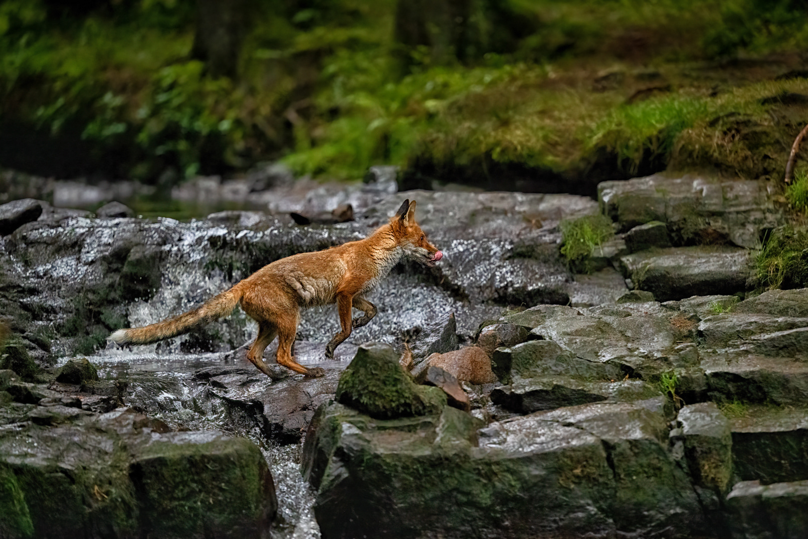 Liška obecná (Vulpes vulpes), Vysočina, 08/2022