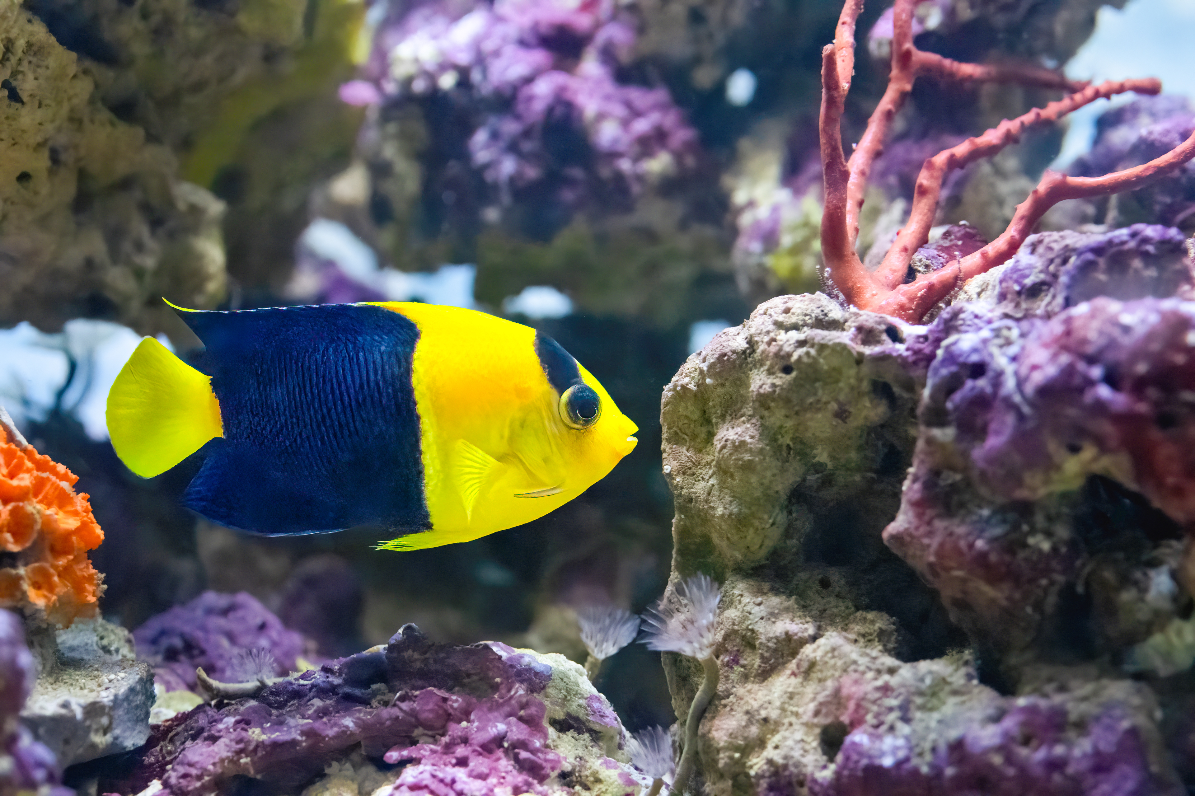 Pomčík modrožlutý (Centropyge bicolor)