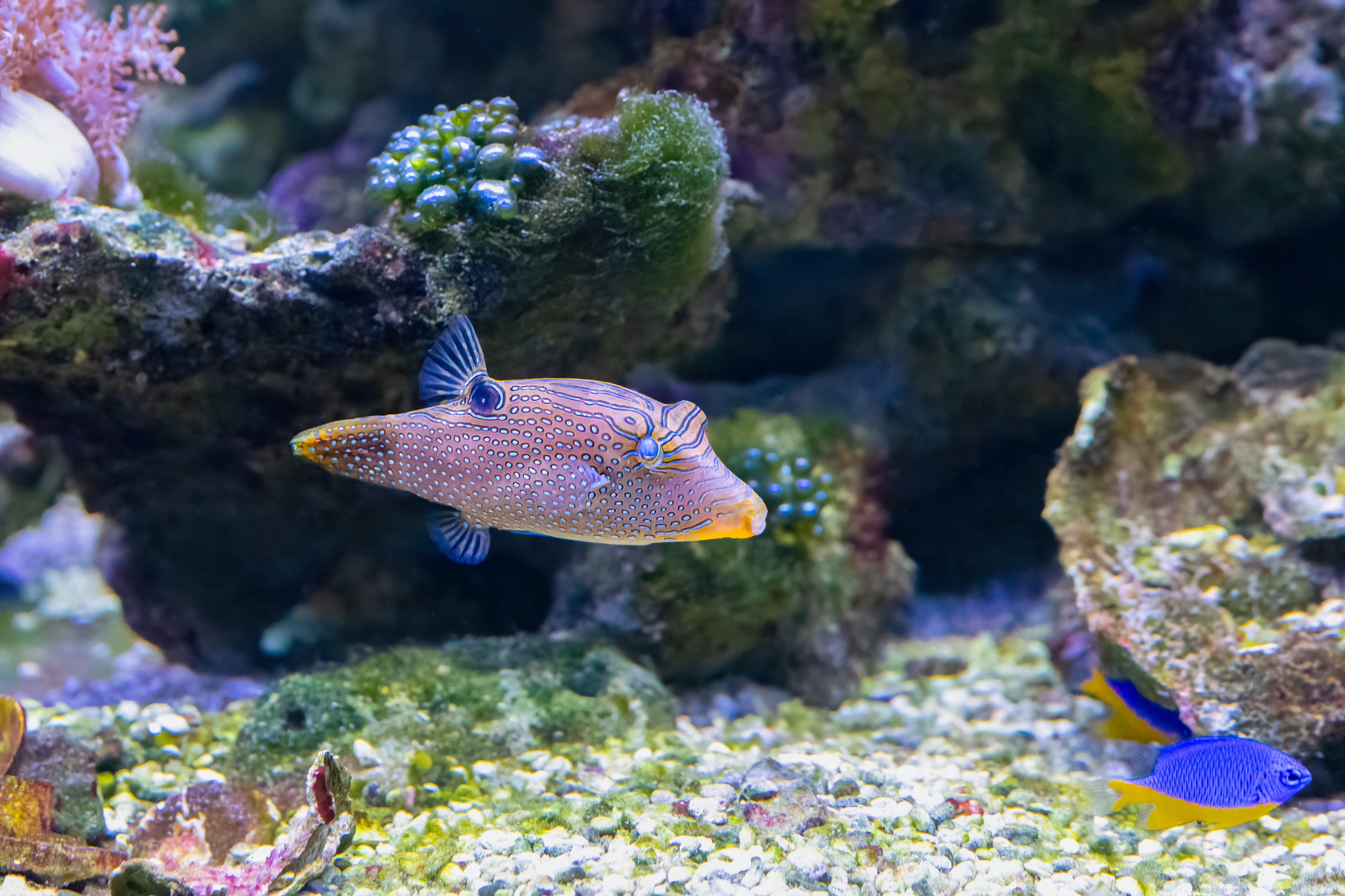 Hranobřich Solandrův (Canthigaster solandri)