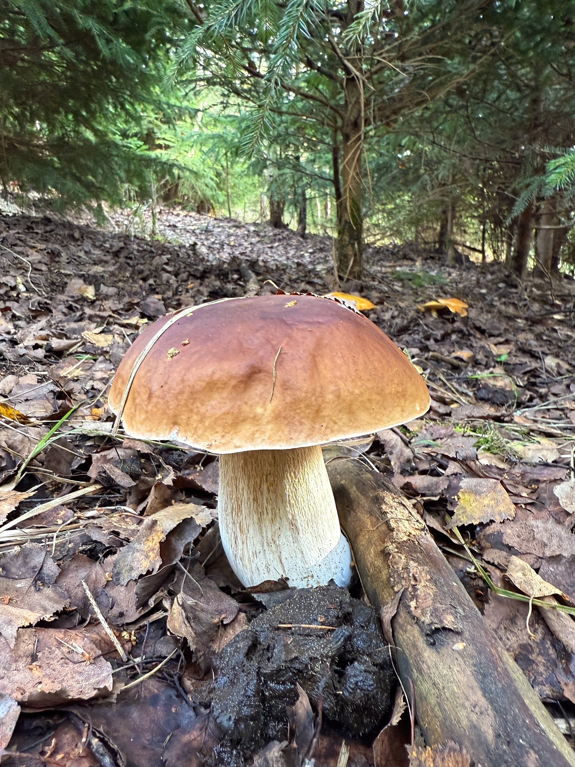 Hřib smrkový (Boletus edulis)