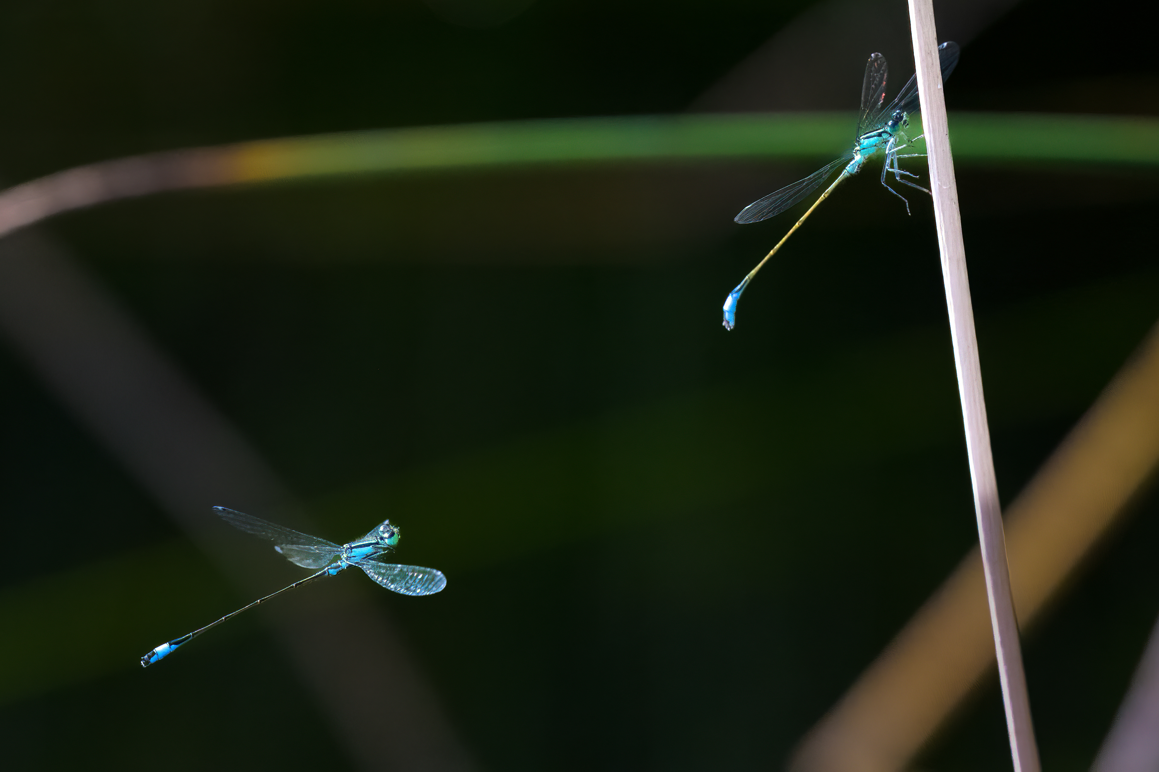 Šidélko větší (Ischnura elegans), Pyšely, 08/2024