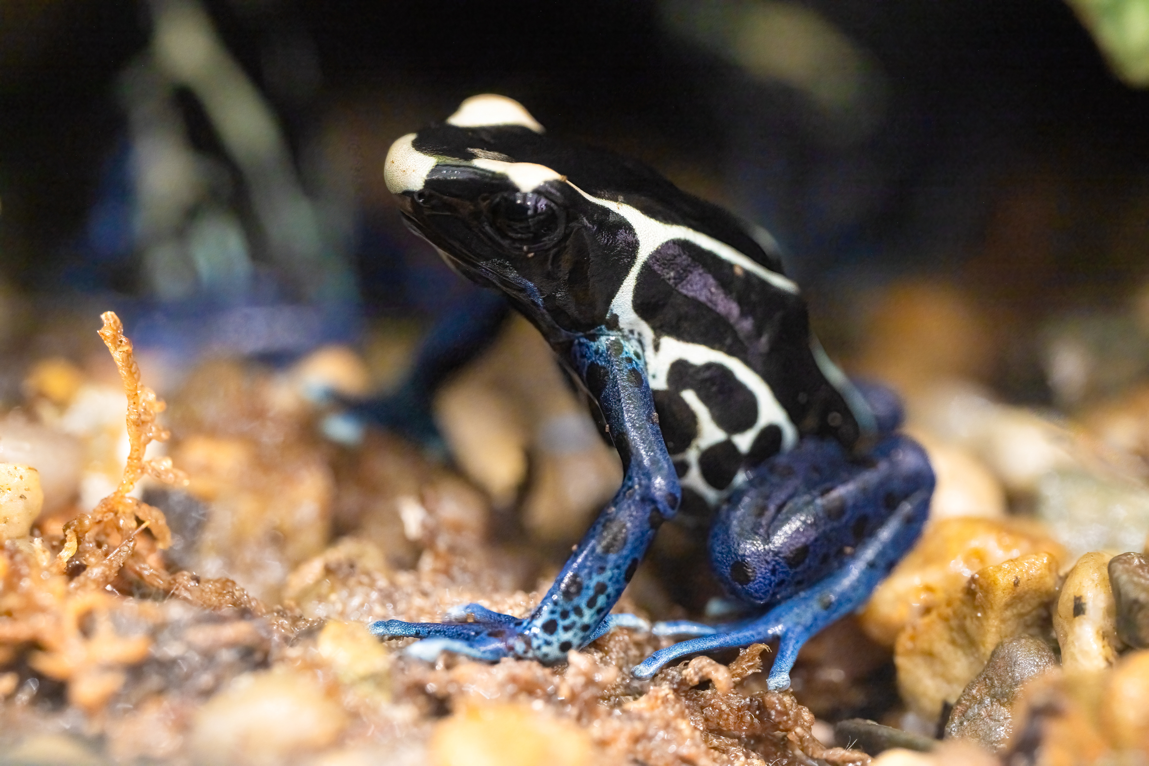 Pralesnička barvířská "Suriname cobalt" (Dendrobates tinctorius "Suriname cobalt"), 08/2024
