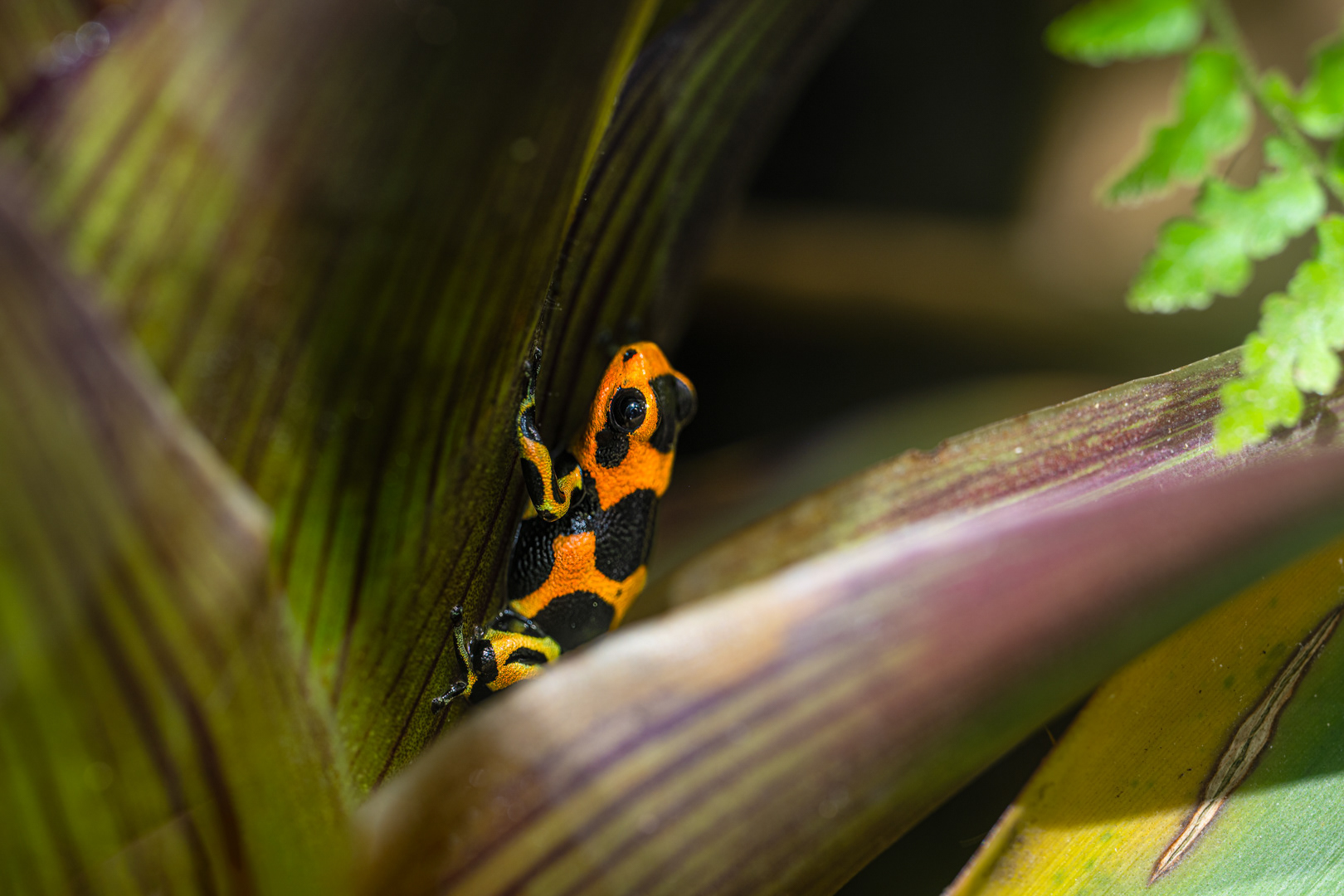 Pralesnička fantastická "Caynarachi" (Ranitomeya fantastica), 08/2024