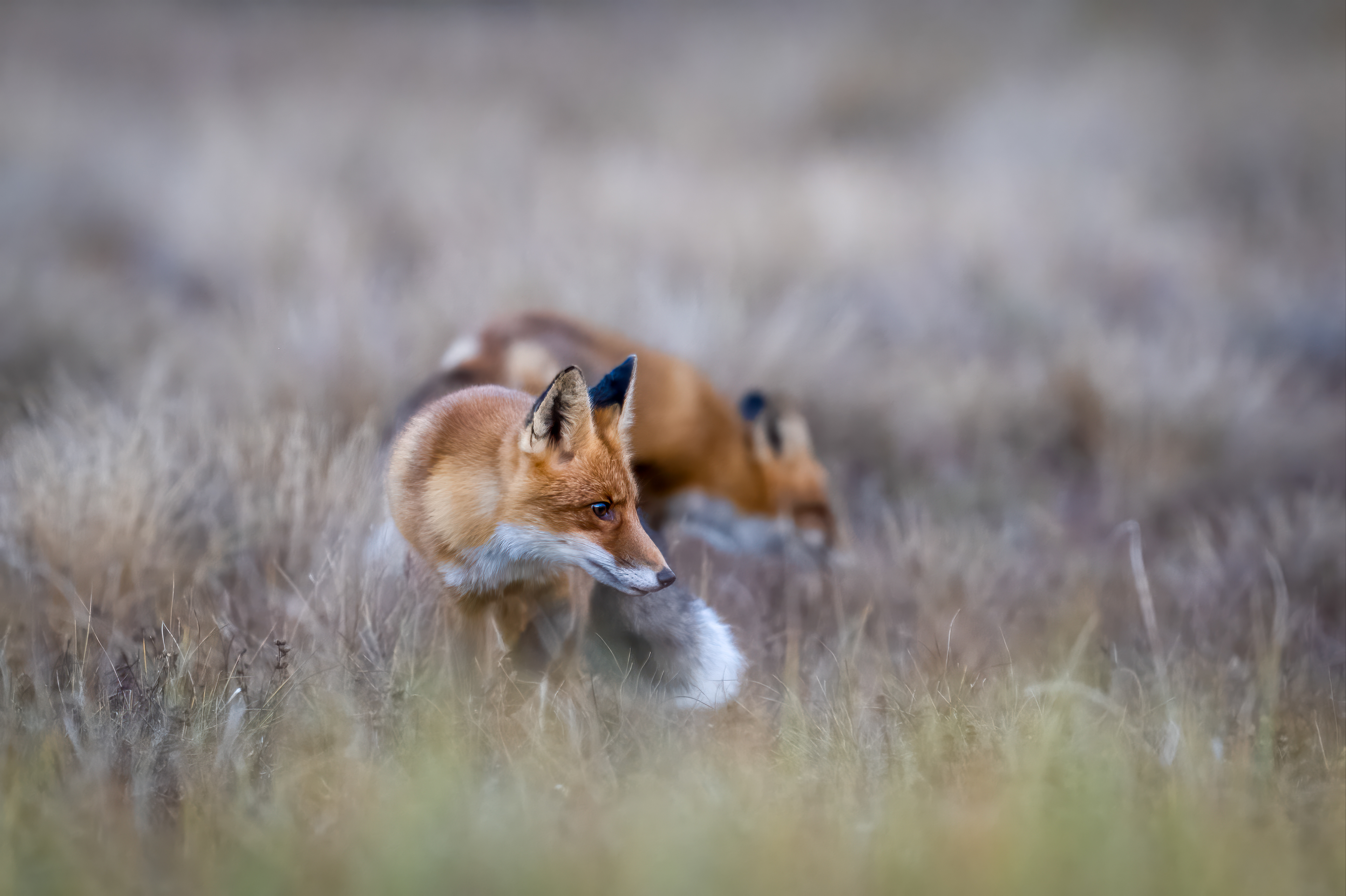 Liška obecná (Vulpes vulpes), Finsko, 09/2025