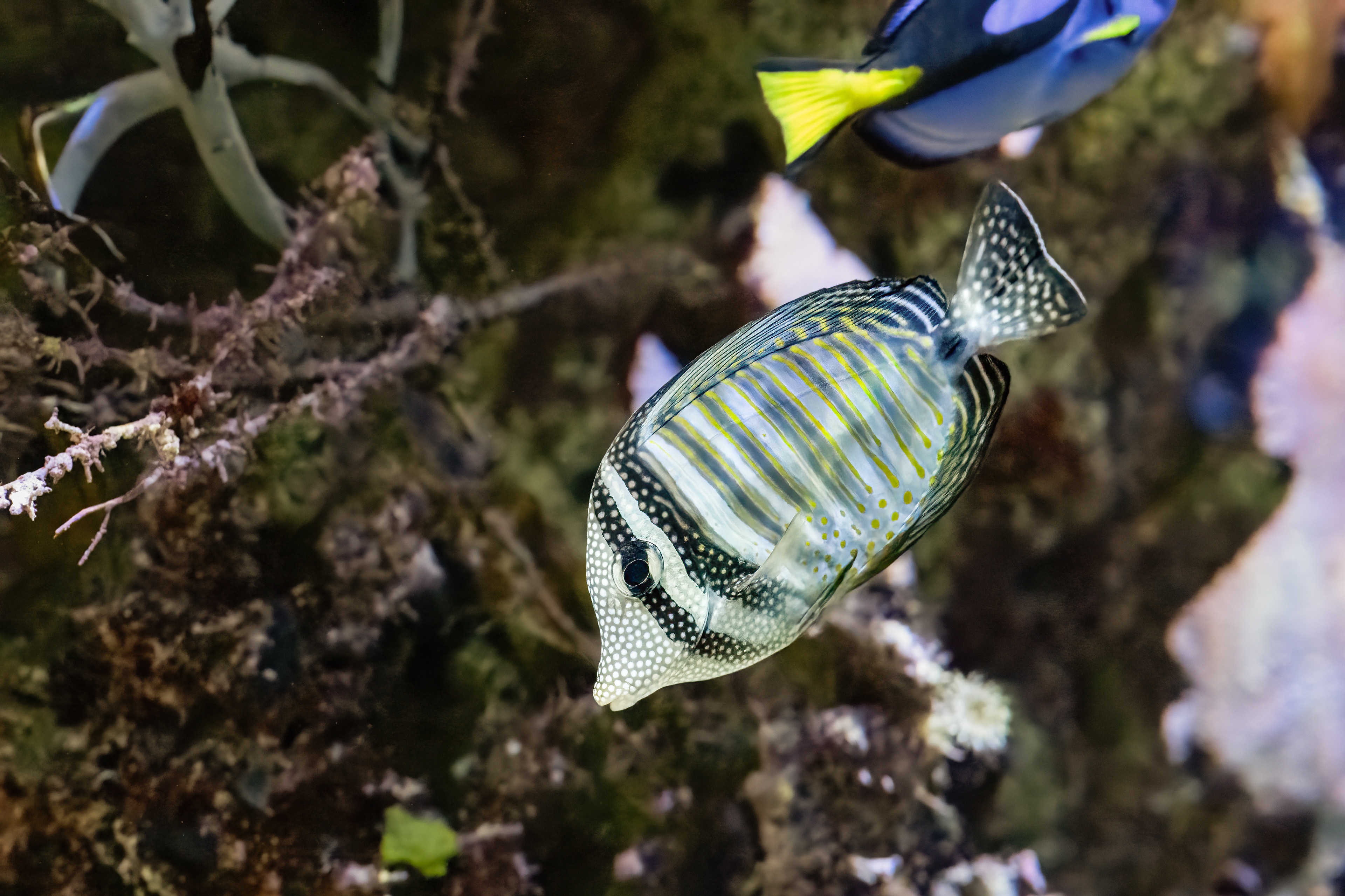 Bodlok Desjardinův (Zebrasoma desjardinii)