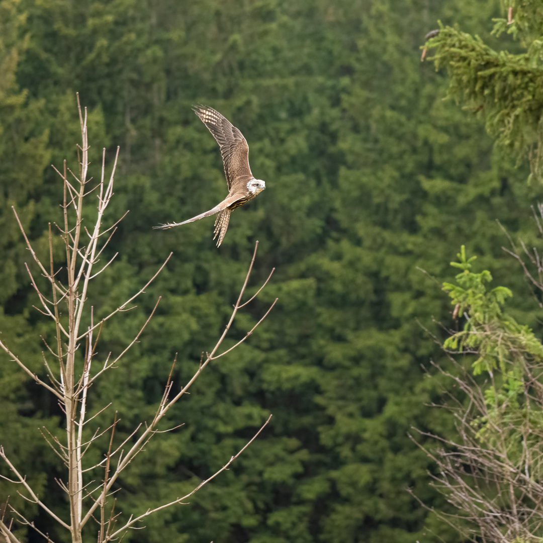 Raroh velký (Falco cherrug), Vysočina, 11/2022