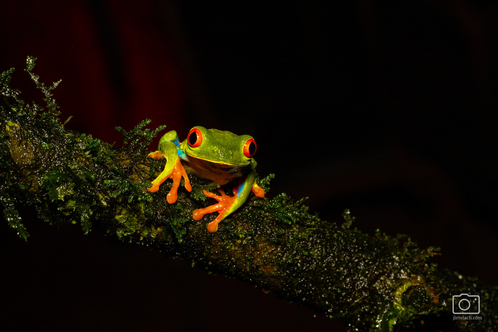 Listovnice červenooká (Red-eyed tree frog, Agalychnis callidryas)
