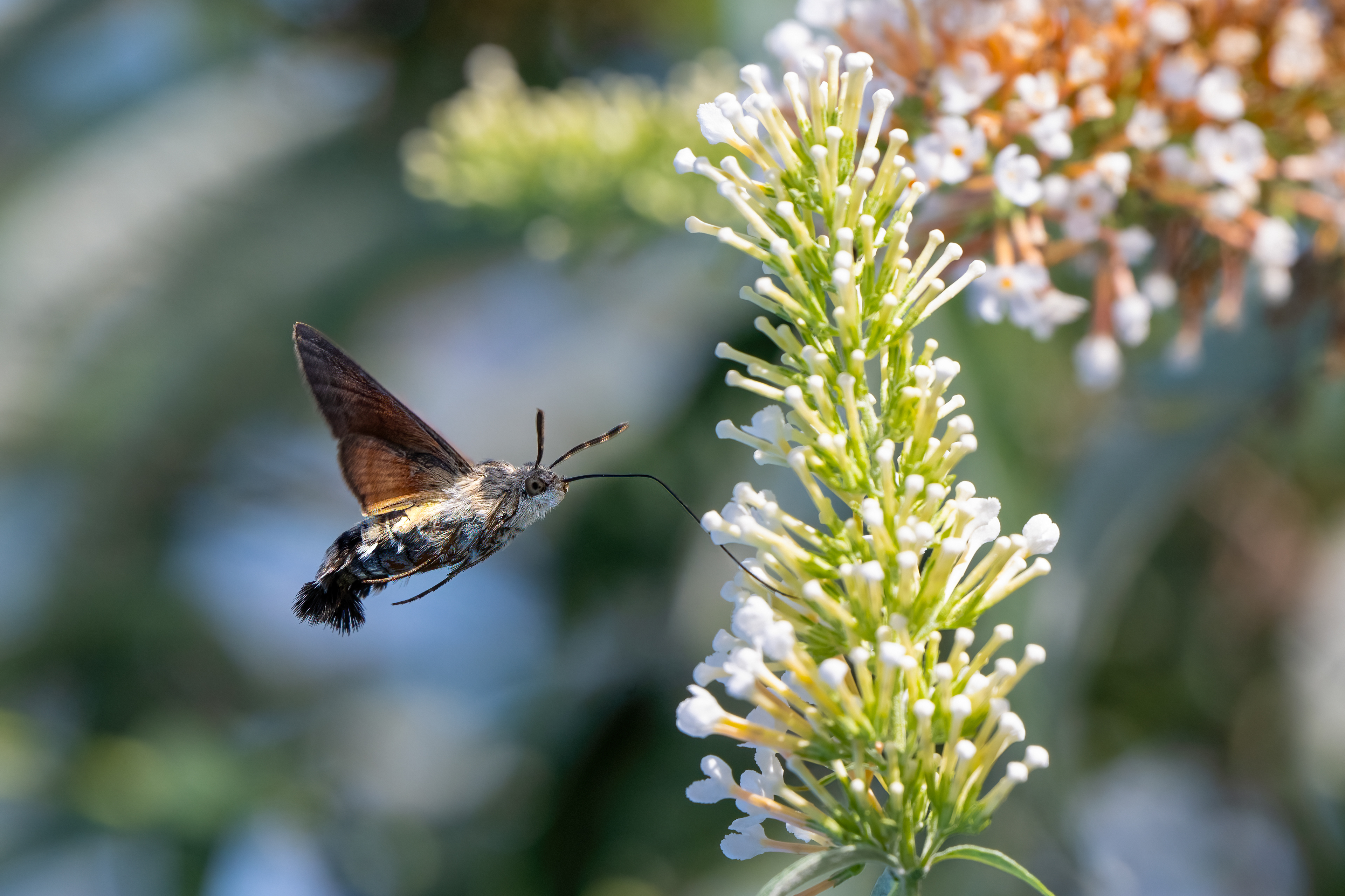Dlouhozobka svízelová (Macroglossum stellatarum), Pyšely, 07/2024