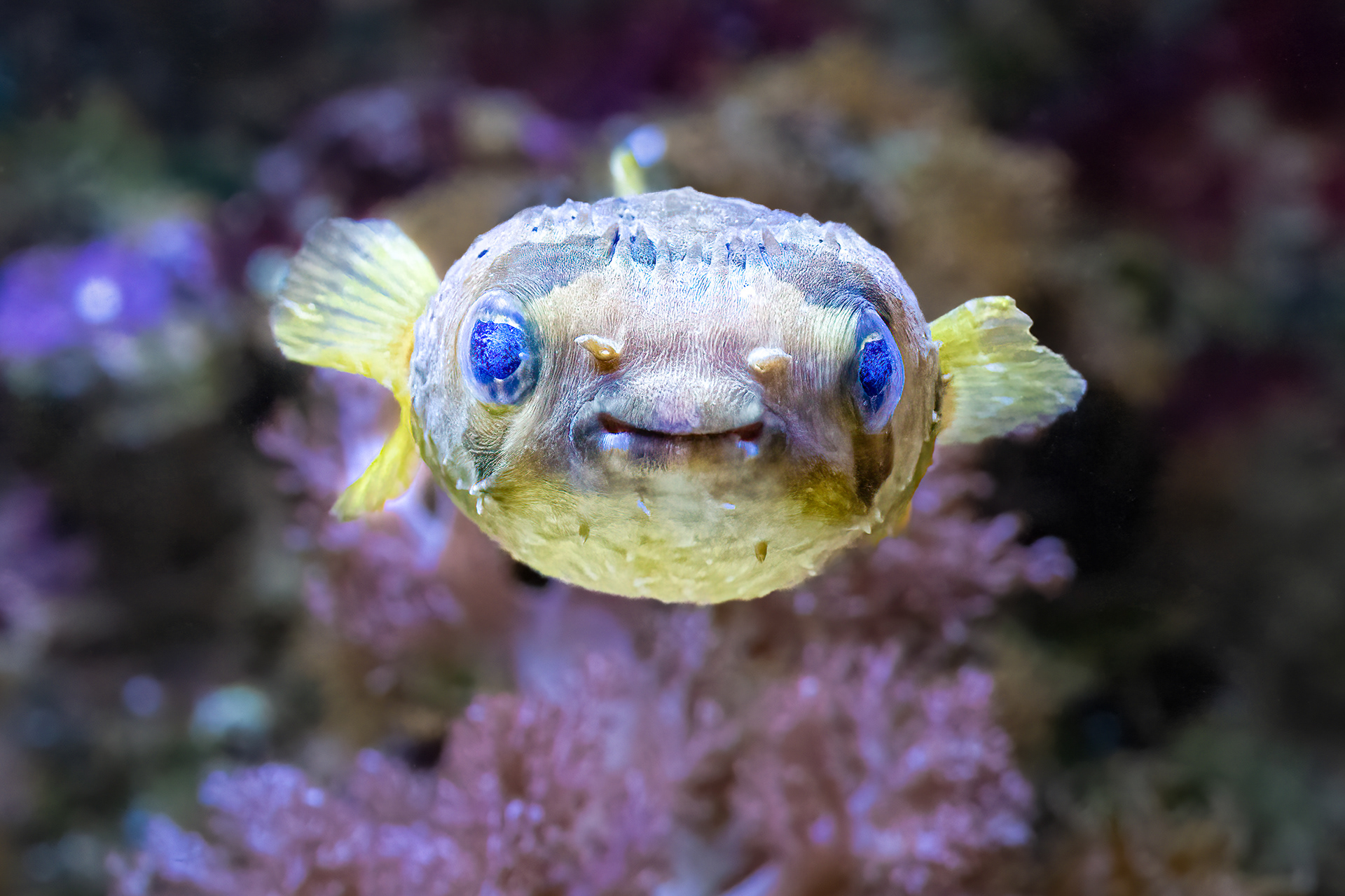 Ježík černoskvrnný (Diodon liturosus)