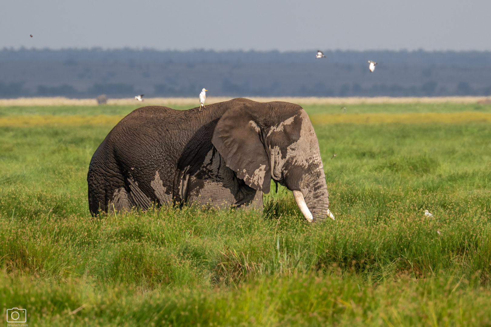 Slon africký (Loxodonta africana), Keňa - NP Amboseli, 12/2025
