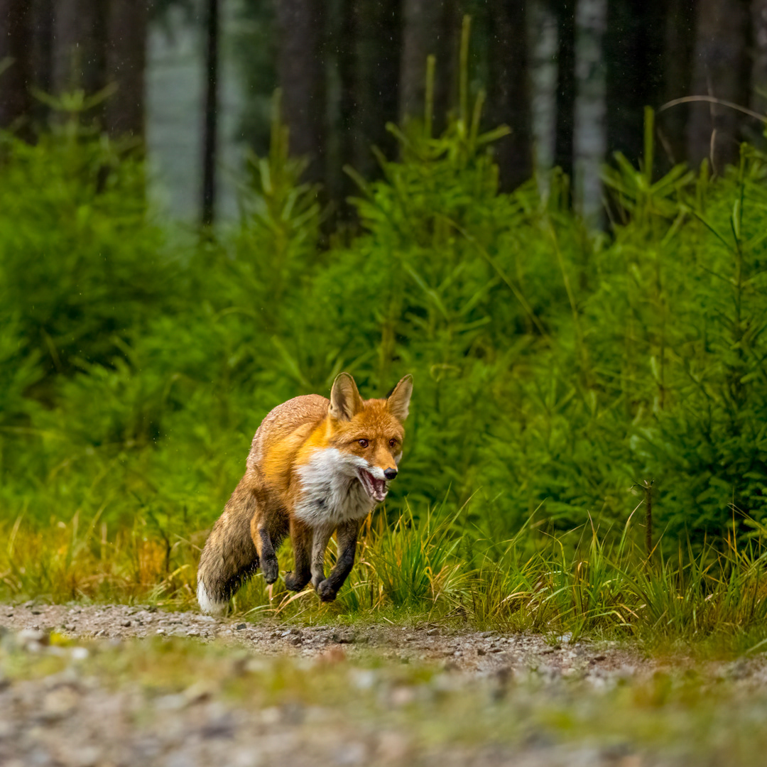 Liška obecná (Vulpes vulpes), Vysočina, 11/2022