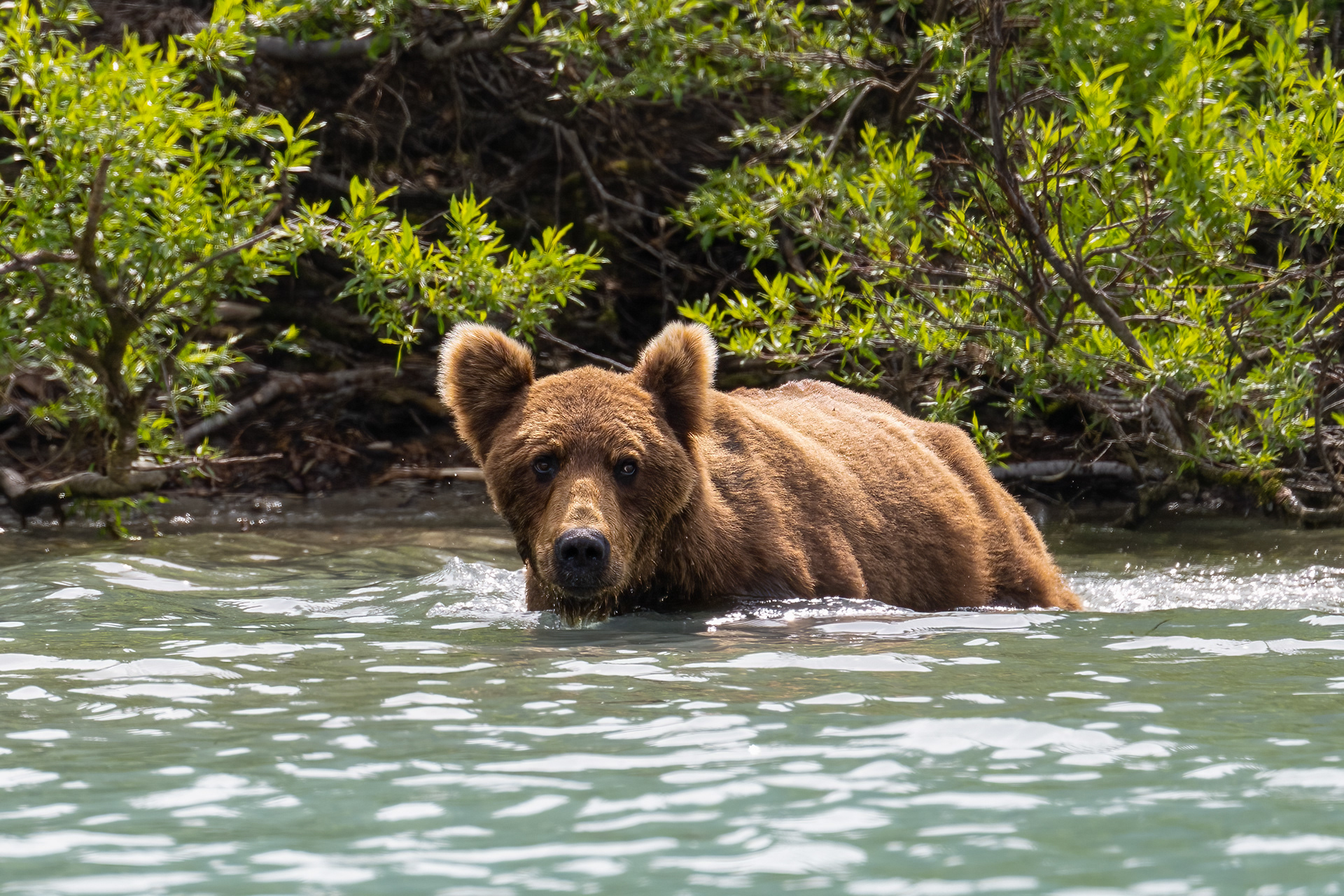 Medvěd grizzly (Ursus arctos horribilis), Aljaška, 07/2023