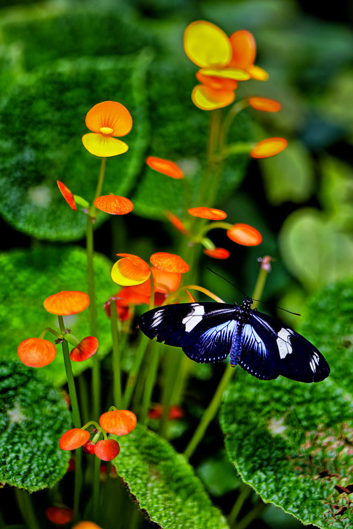 Heliconius doris, Fata Morgana, Praha, 05/2022