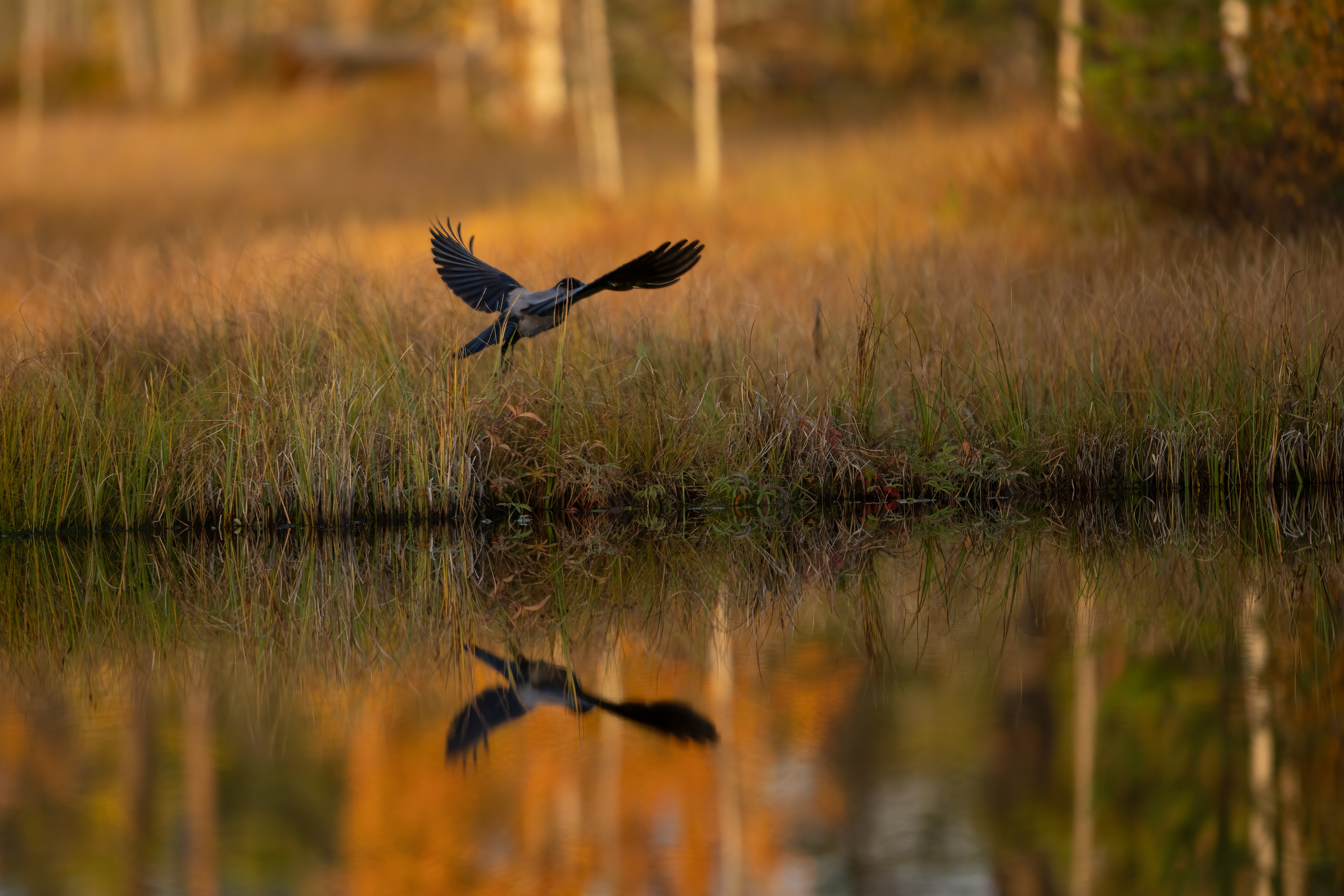 Vrána šedá (Corvus cornix), Finsko, 09/2022