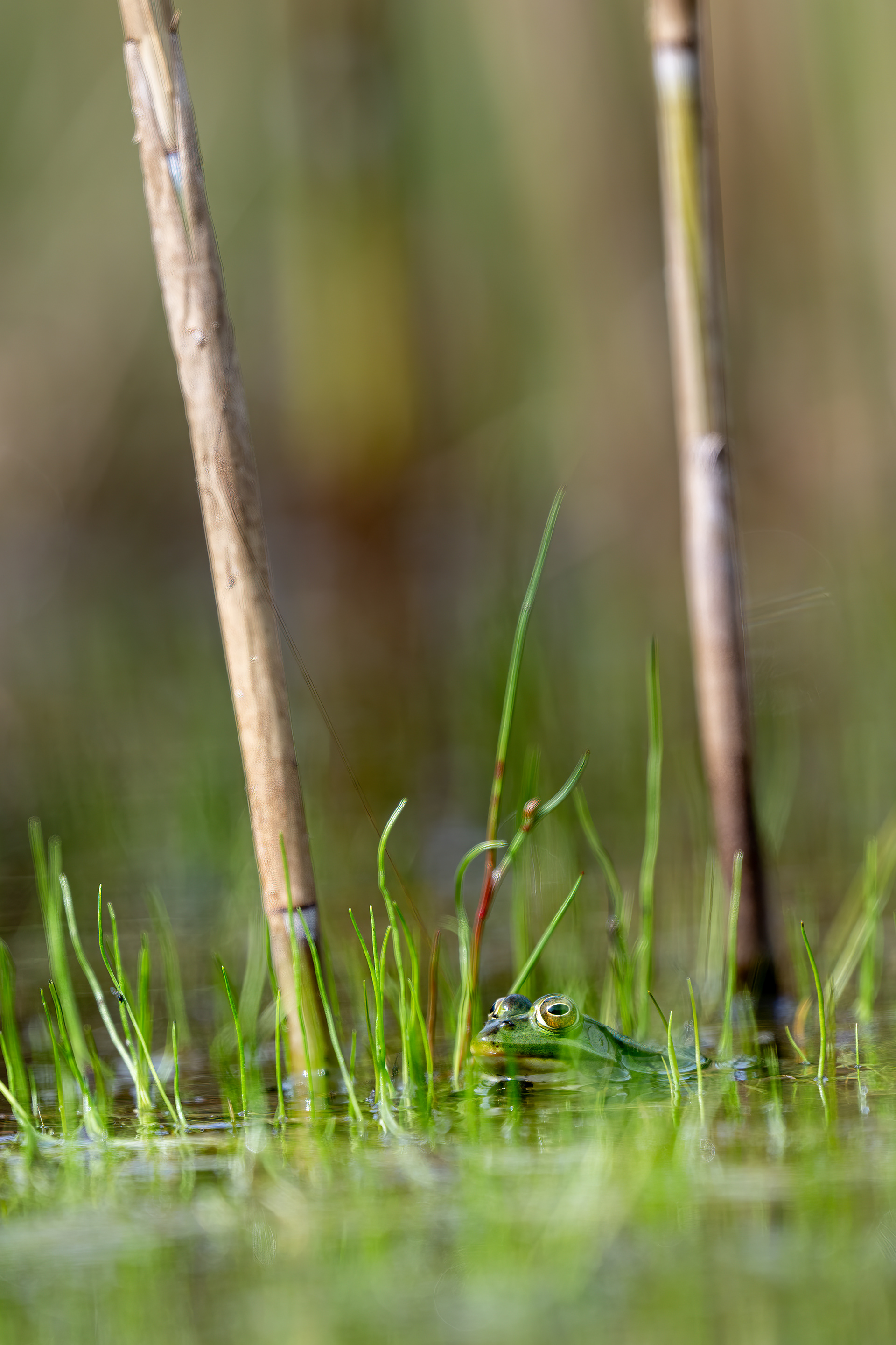 Skokan zelený ? (Pelophylax esculentus), Pískovna Cep, 07/2025