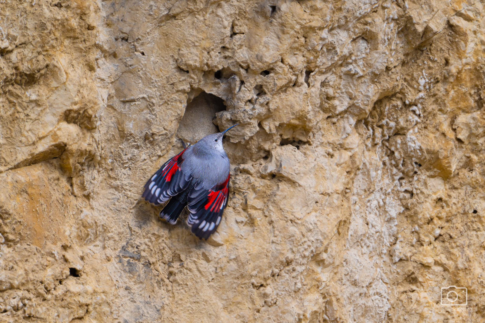 Zedníček skalní (The wallcreeper, Tichodroma muraria), Perná, 02/2025