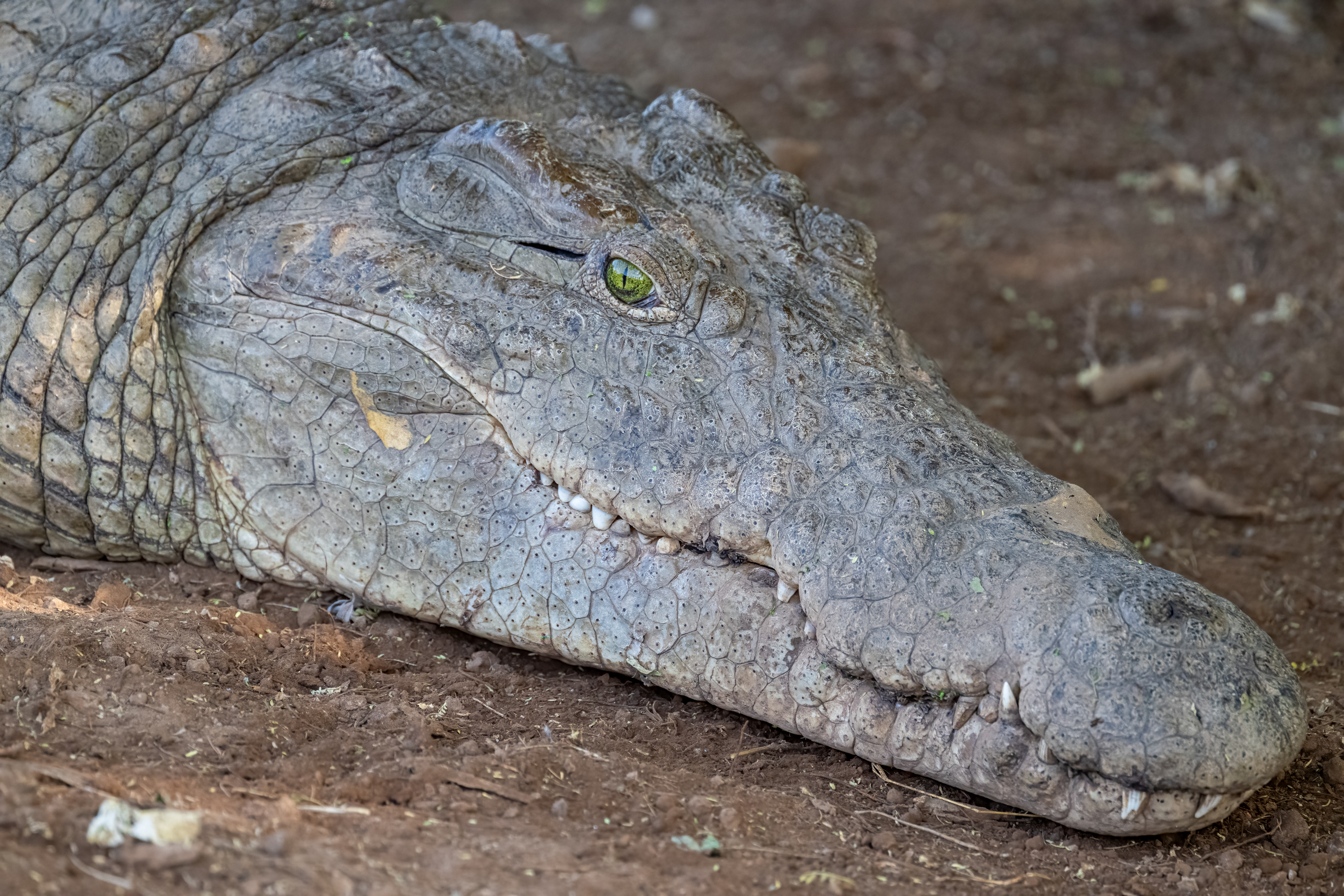 Krokodýl nilský (Crocodylus niloticus), Kenya, 12/2025