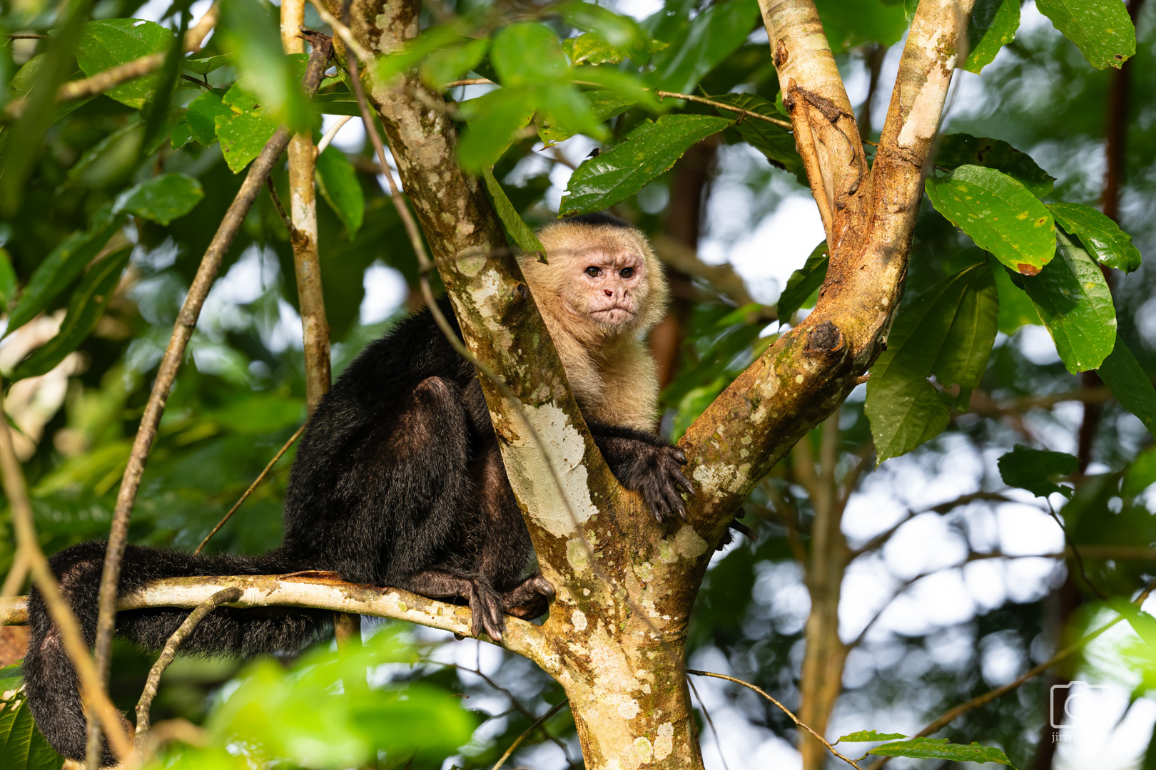 Malpa kapucínská (The Colombian white-faced capuchin, Cebus capucinus), Kostarika, 01/2025