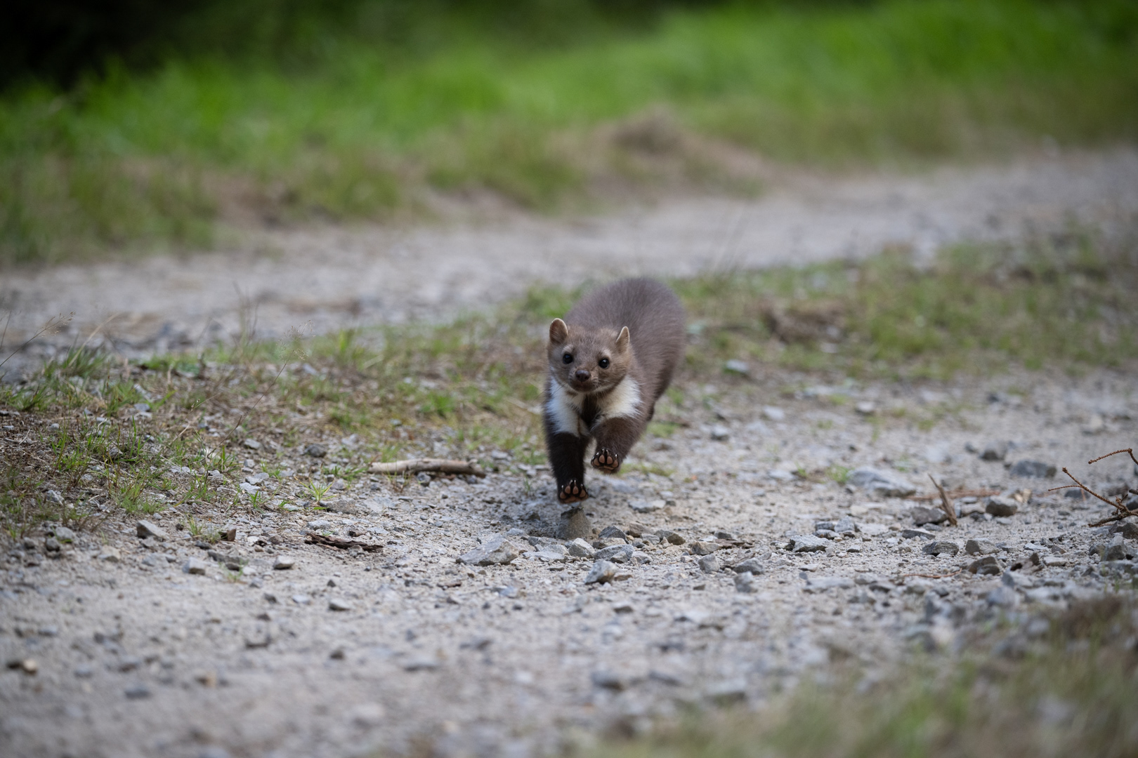 Kuna skalní (Martes foina), Vysočina, 08/2022