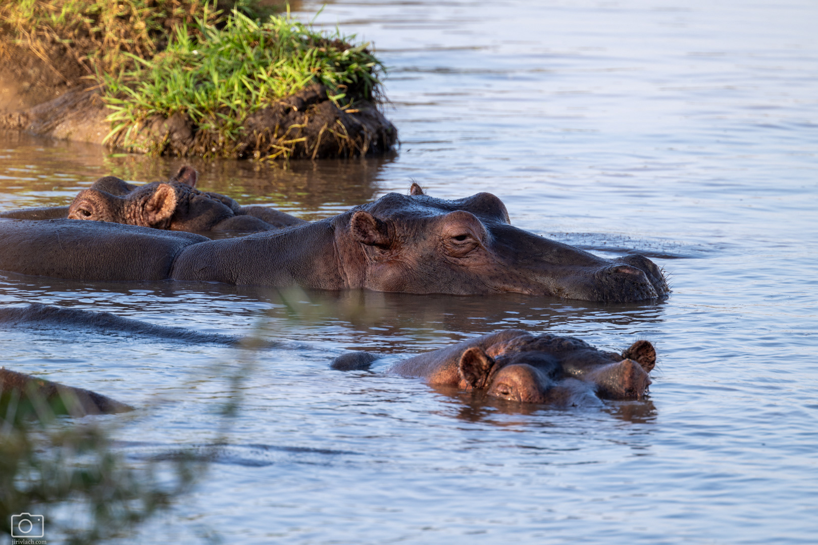 Hroch obojživelný (Hippopotamus amphibius), Kenya, 12/2025