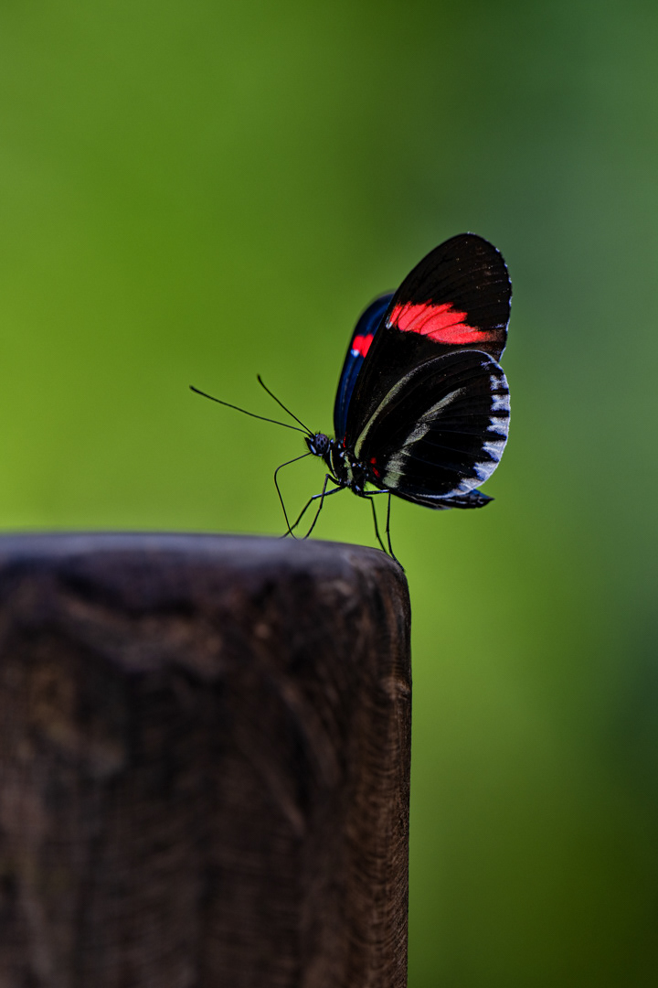 Heliconius melpomene, Fata Morgana, Praha, 05/2022