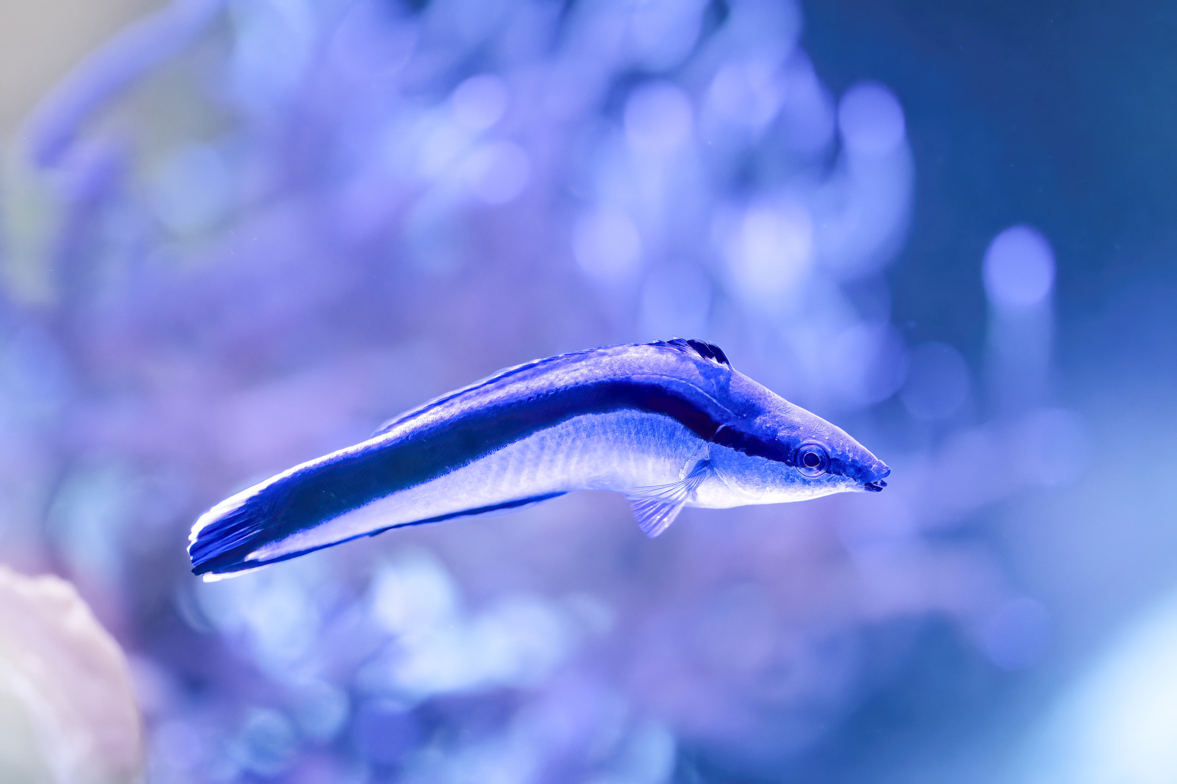 Pyskoun rozpůlený (Labroides dimidiatus)