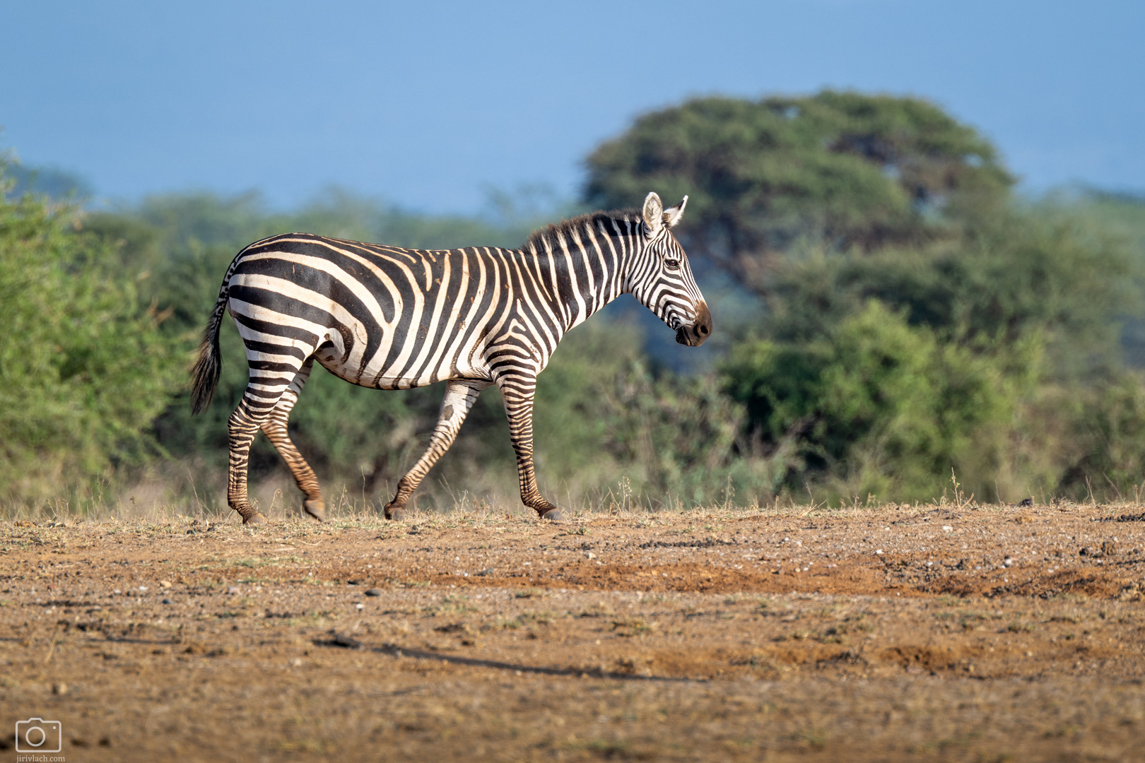 Zebra stepní (Equus quagga), Kenya, 12/2025