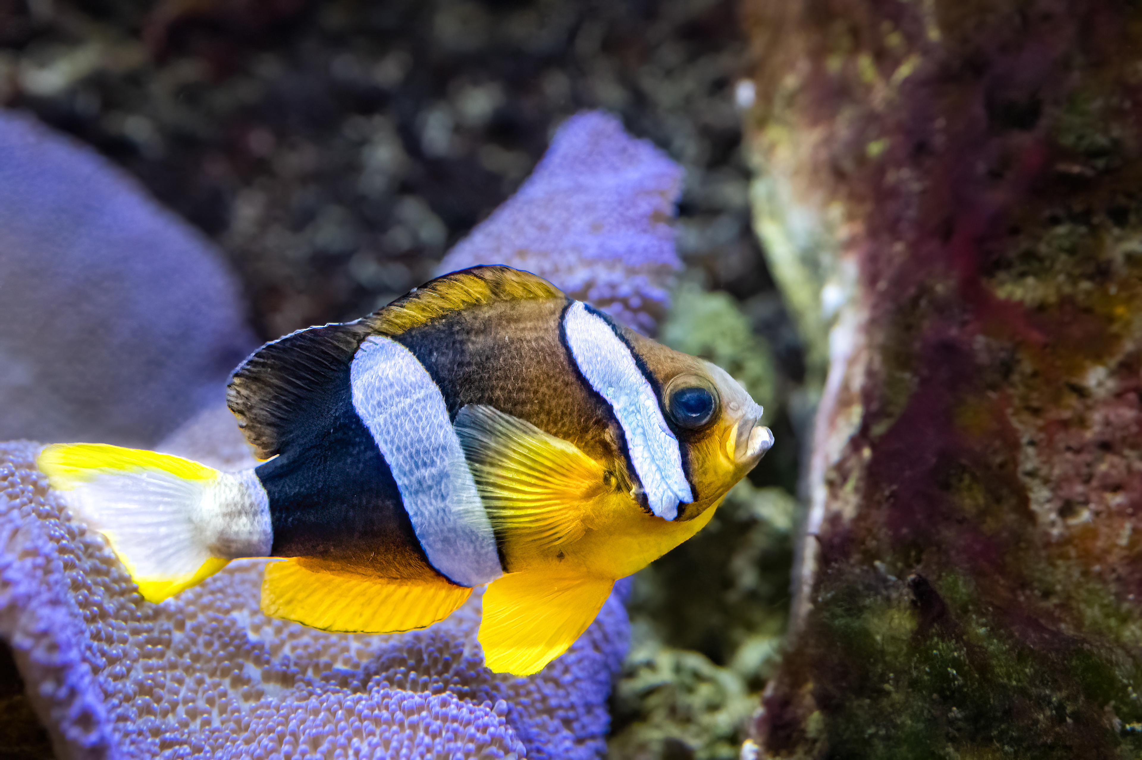  Klaun Clarkův (Amphiprion clarkii)