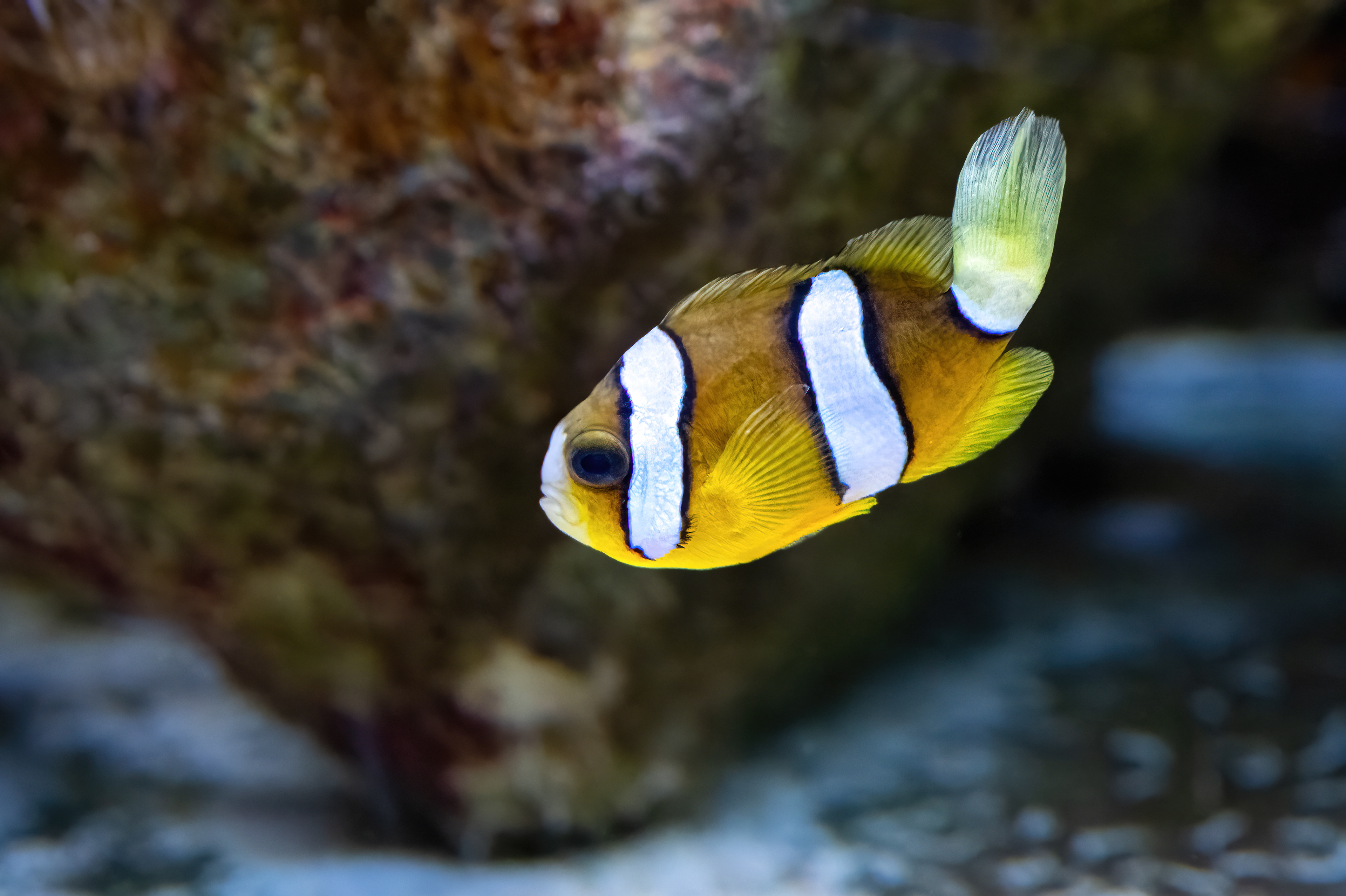  Klaun Clarkův (Amphiprion clarkii)
