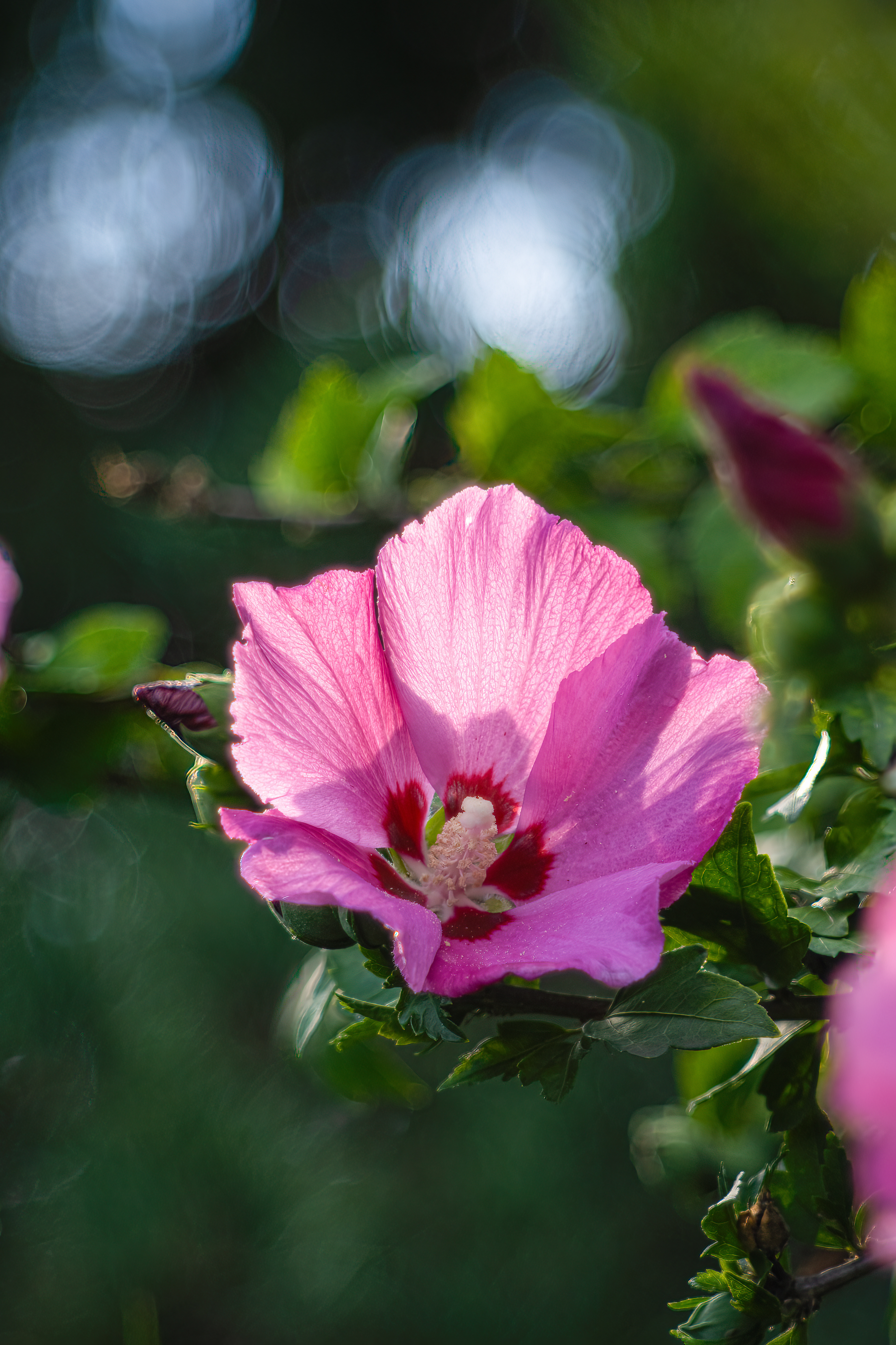 Ibišek syrský (Hibiscus Syriacus), Pyšely, 08/2024