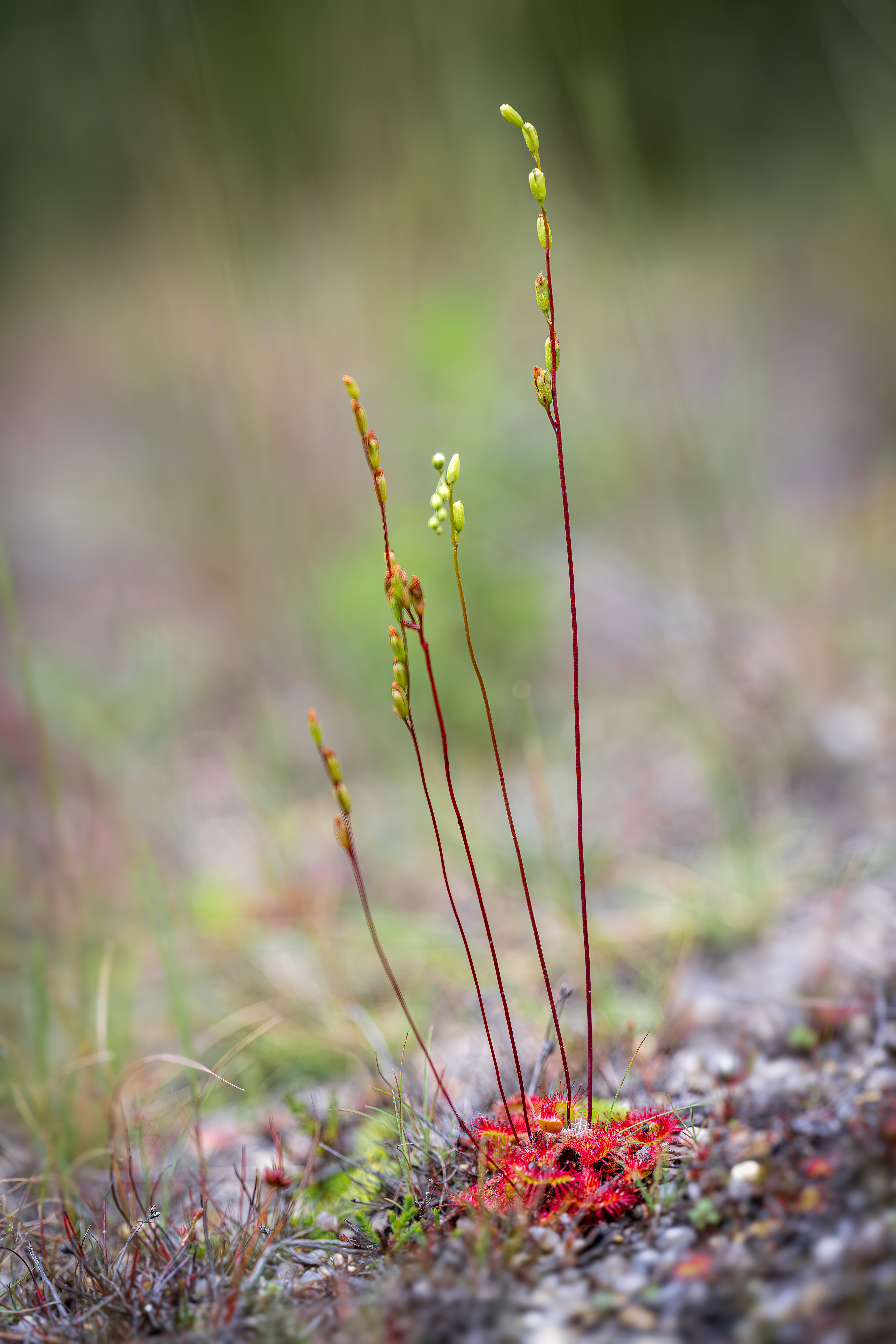 Rosnatka okrouhlolistá (Drosera rotundifolia), Pískovna Cep, 07/2025