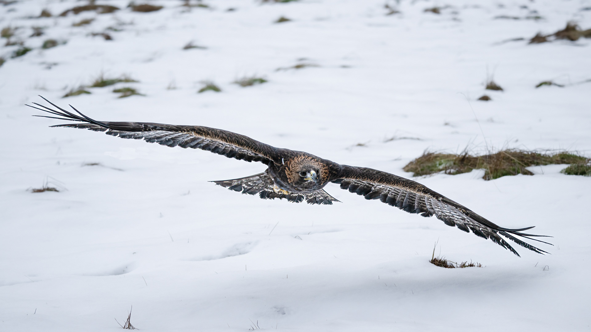 Orel skalní (Aquila chrysaetos), Vysočina, 12/2022