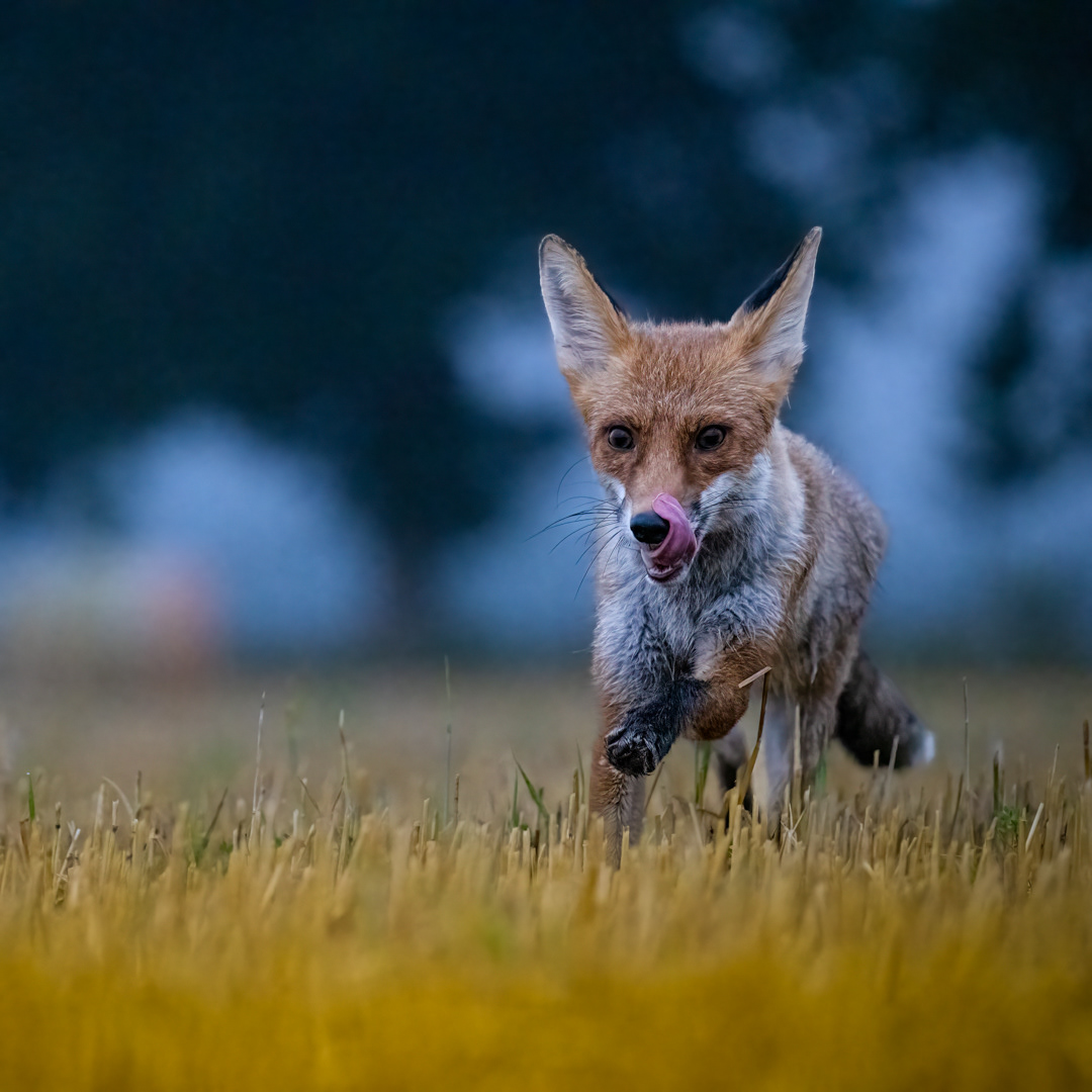 Liška obecná (Vulpes vulpes), Vysočina, 08/2022