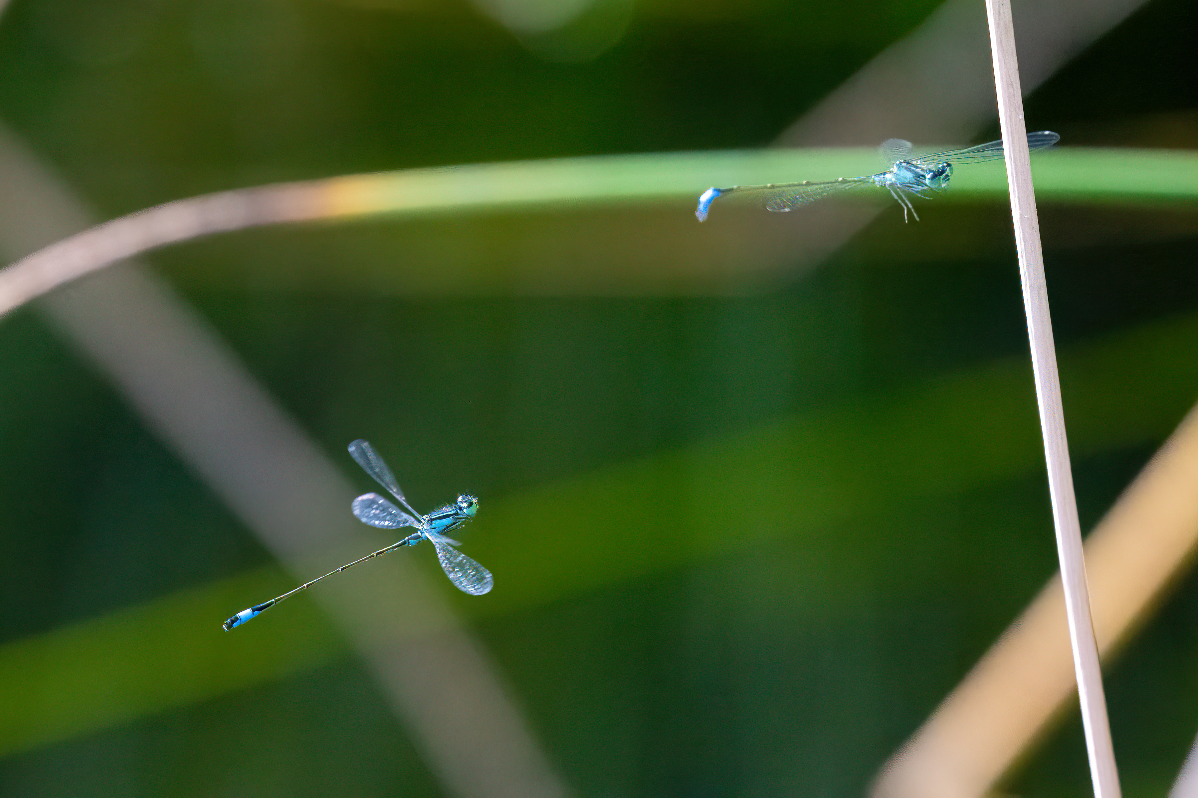 Šidélko větší (Ischnura elegans), Pyšely, 08/2024