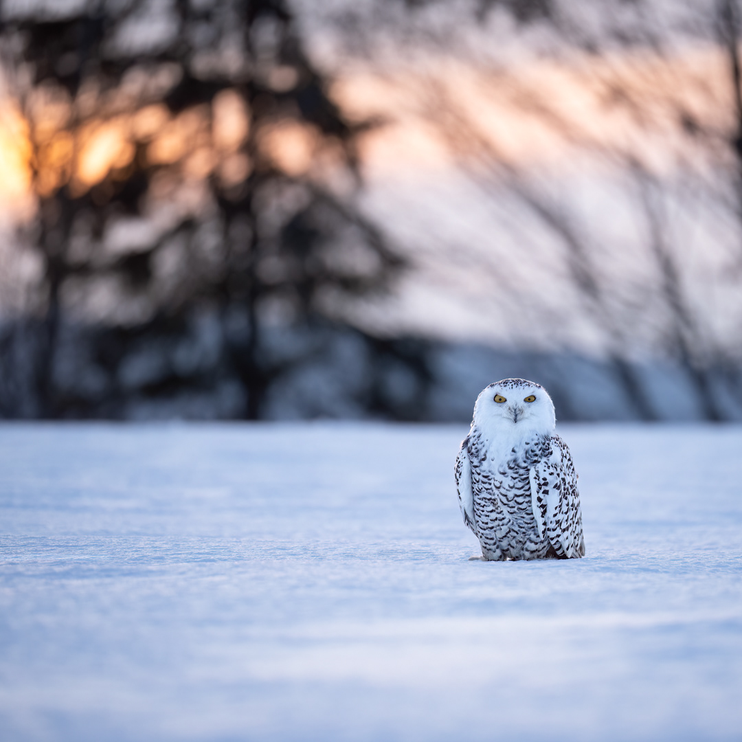 Sovice sněžní (Bubo scandiacus), Vysočina, 02/2023