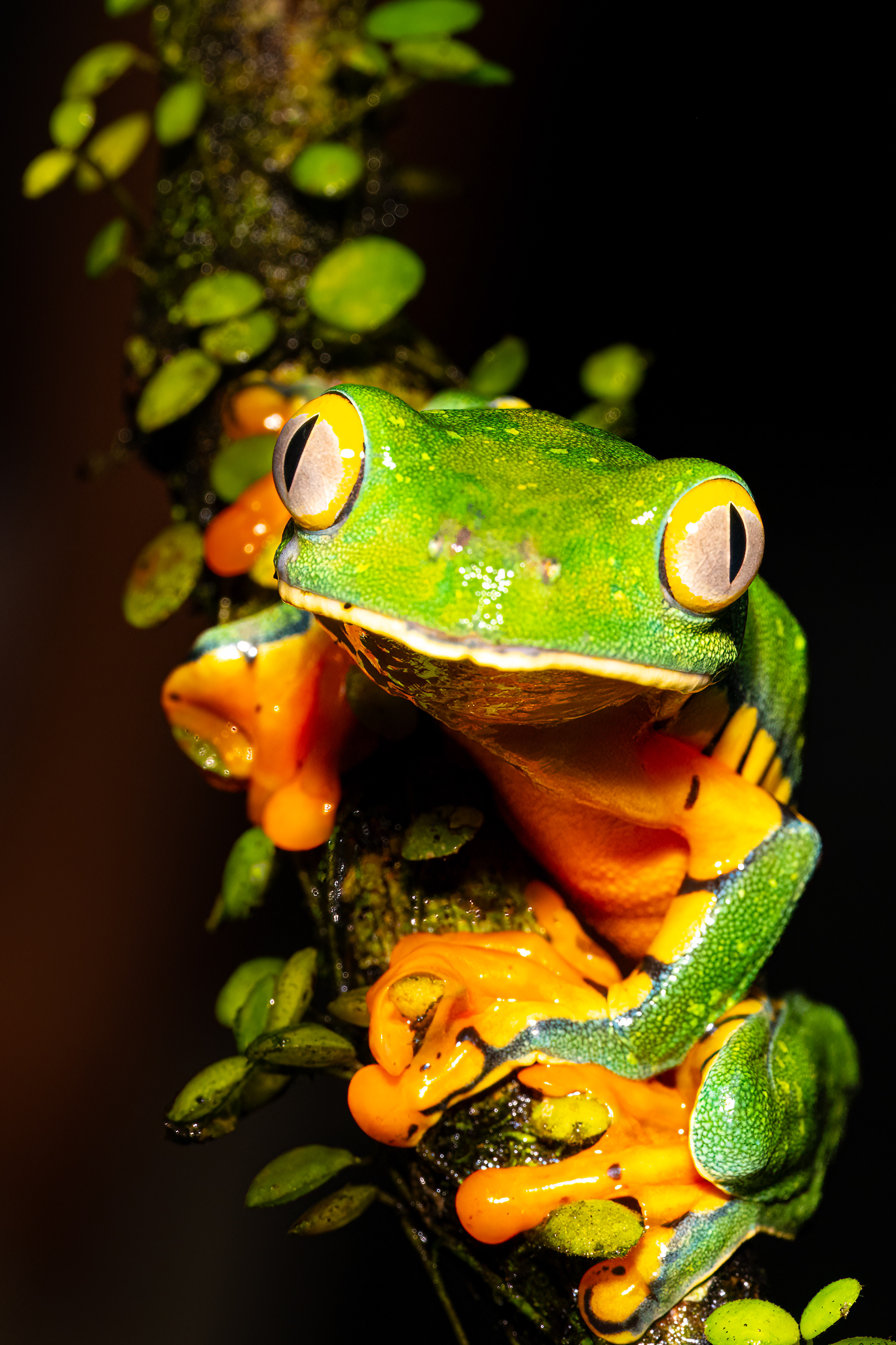 Listovnice ostruhatá (Splendid leaf frog, Cruziohyla calcarifer, syn. Agalychnis calcarifer)