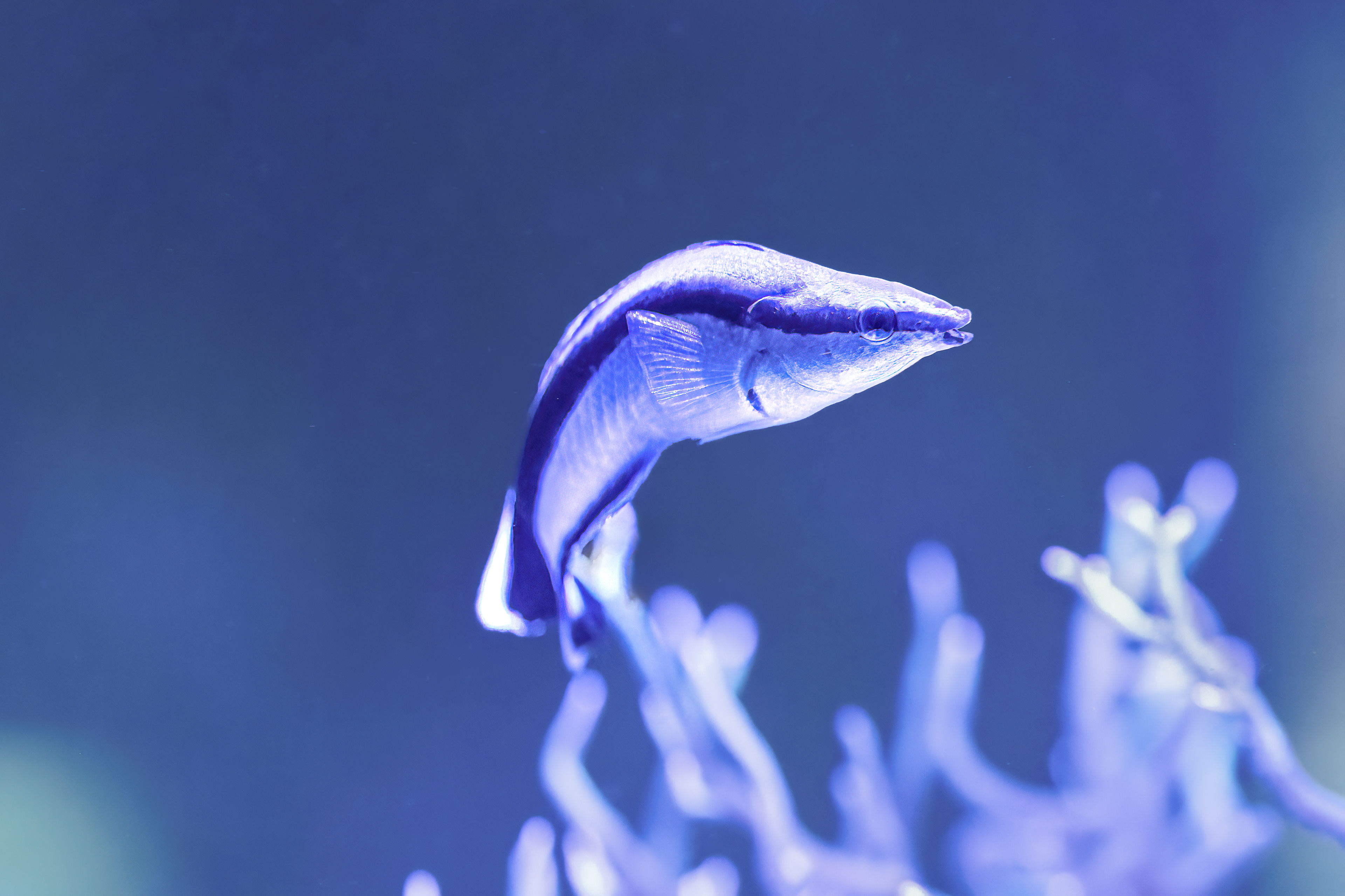 Pyskoun rozpůlený (Labroides dimidiatus)