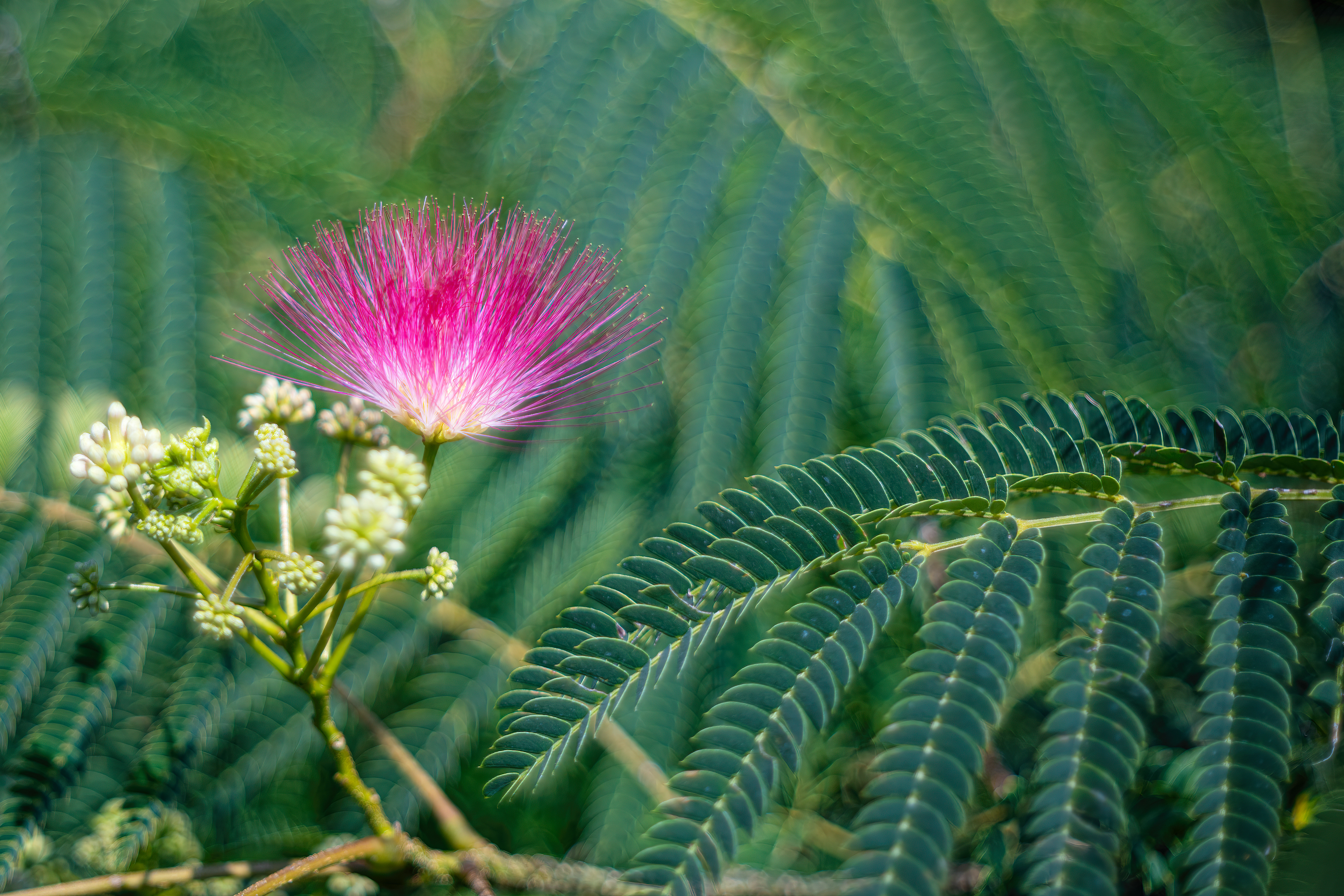 Albízie růžová (Albizia julibrissin), Pyšely, 08/2024