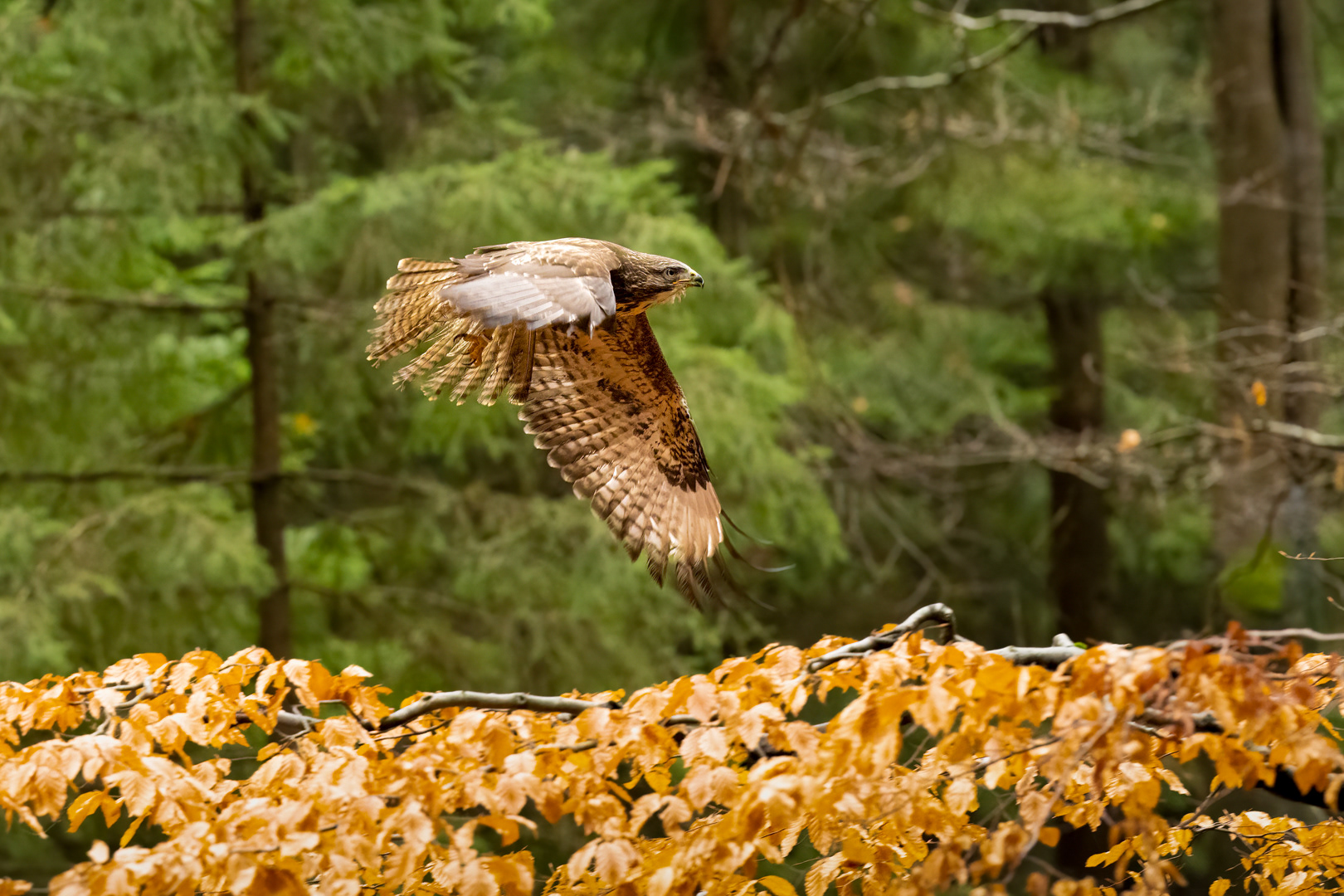 Káně lesní (Buteo buteo), Vysočina, 11/2022