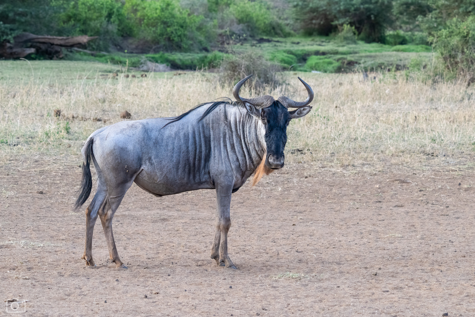 Pakůň žíhaný (Connochaetes taurinus), Kenya, 12/2025