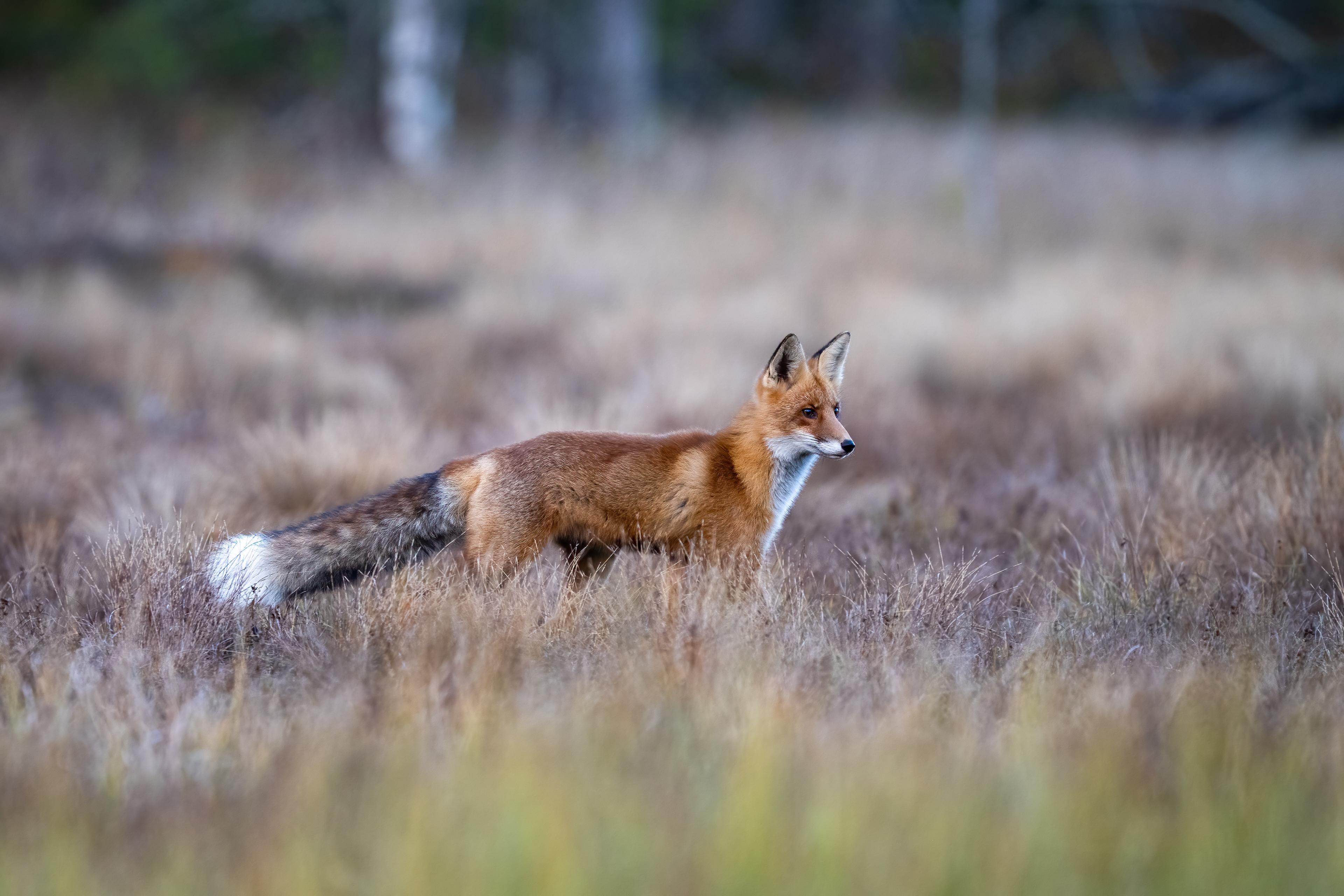 Liška obecná (Vulpes vulpes), Finsko, 09/2025